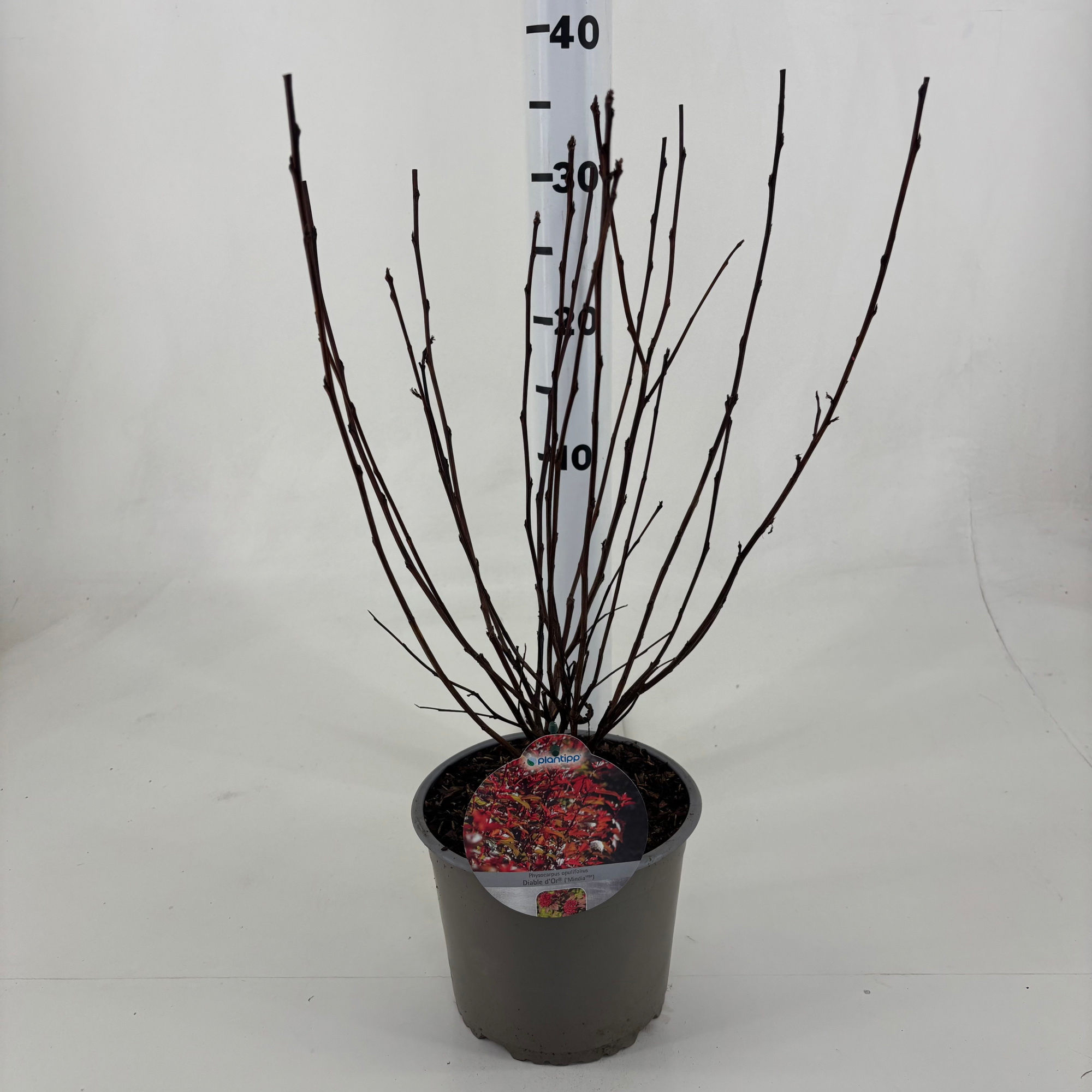 Physocarpus opulifolius 'Diable d'or' ®, D 19