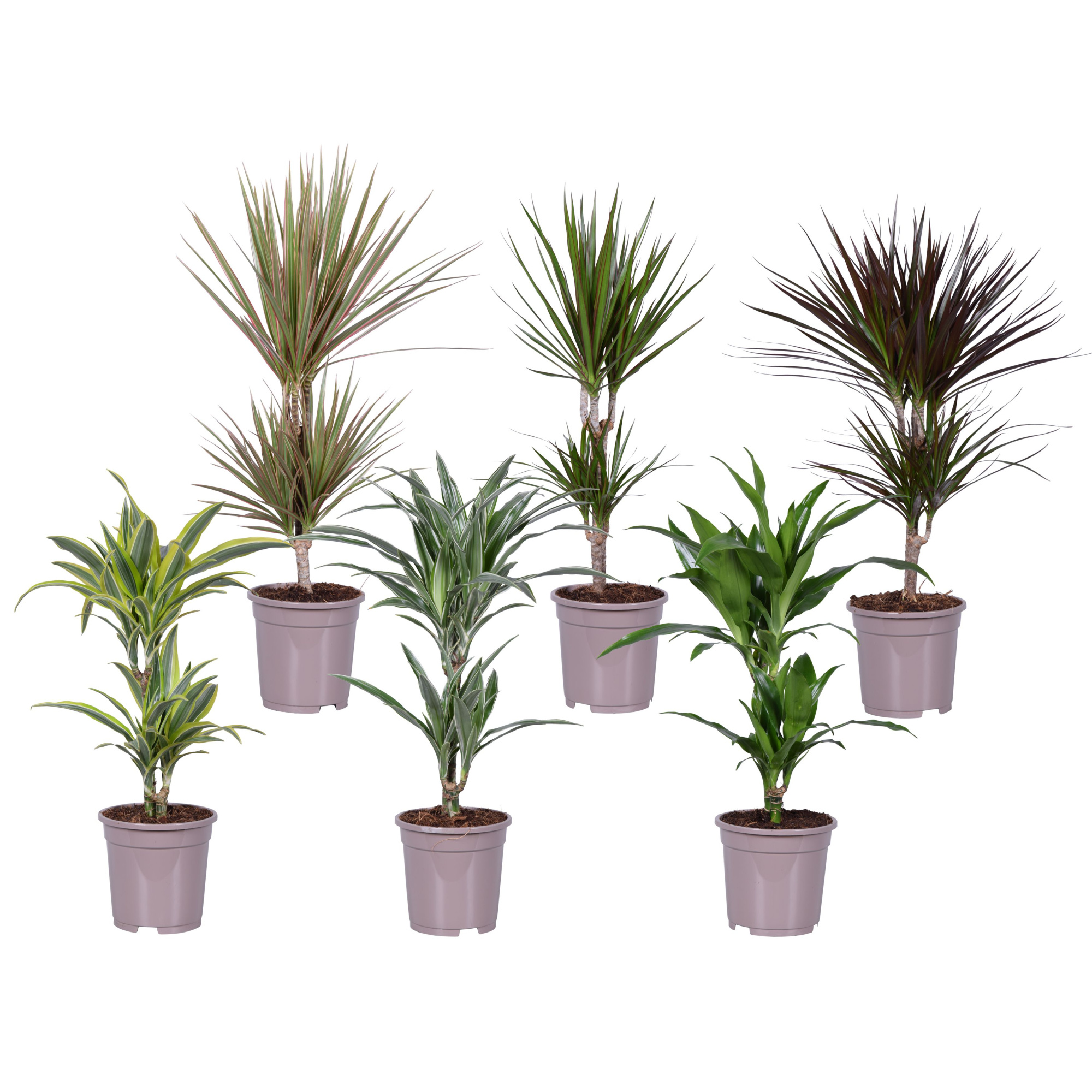 Dracaena deremensis en marginata mix, D 17 cm