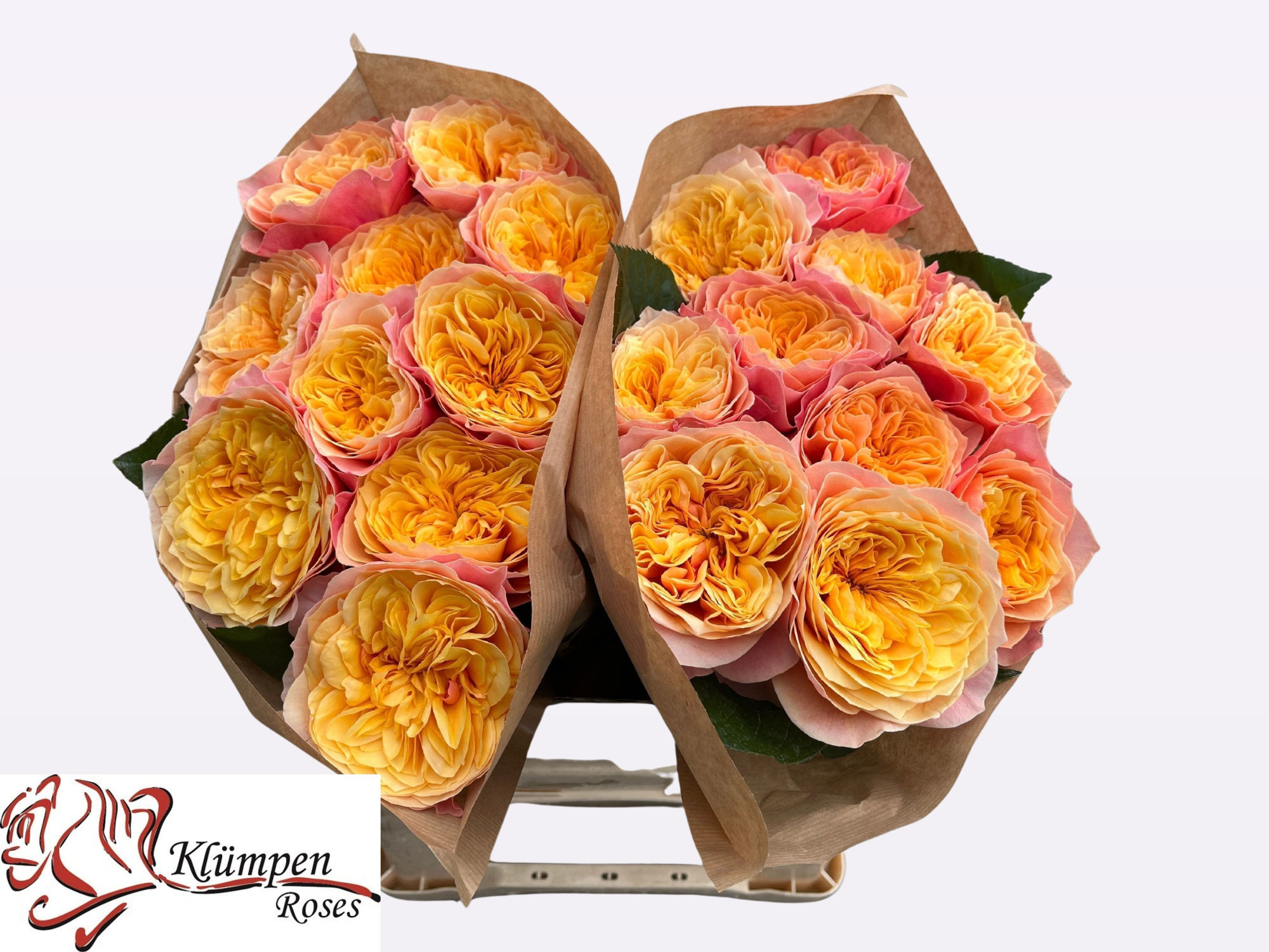 Роза од. Кинсингтон Гарденс! 40, шт.