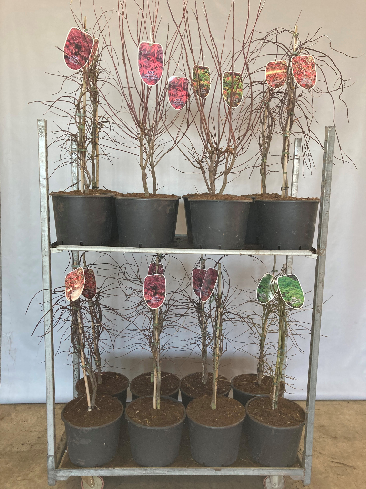 Acer pal. Osakazuki, D 32