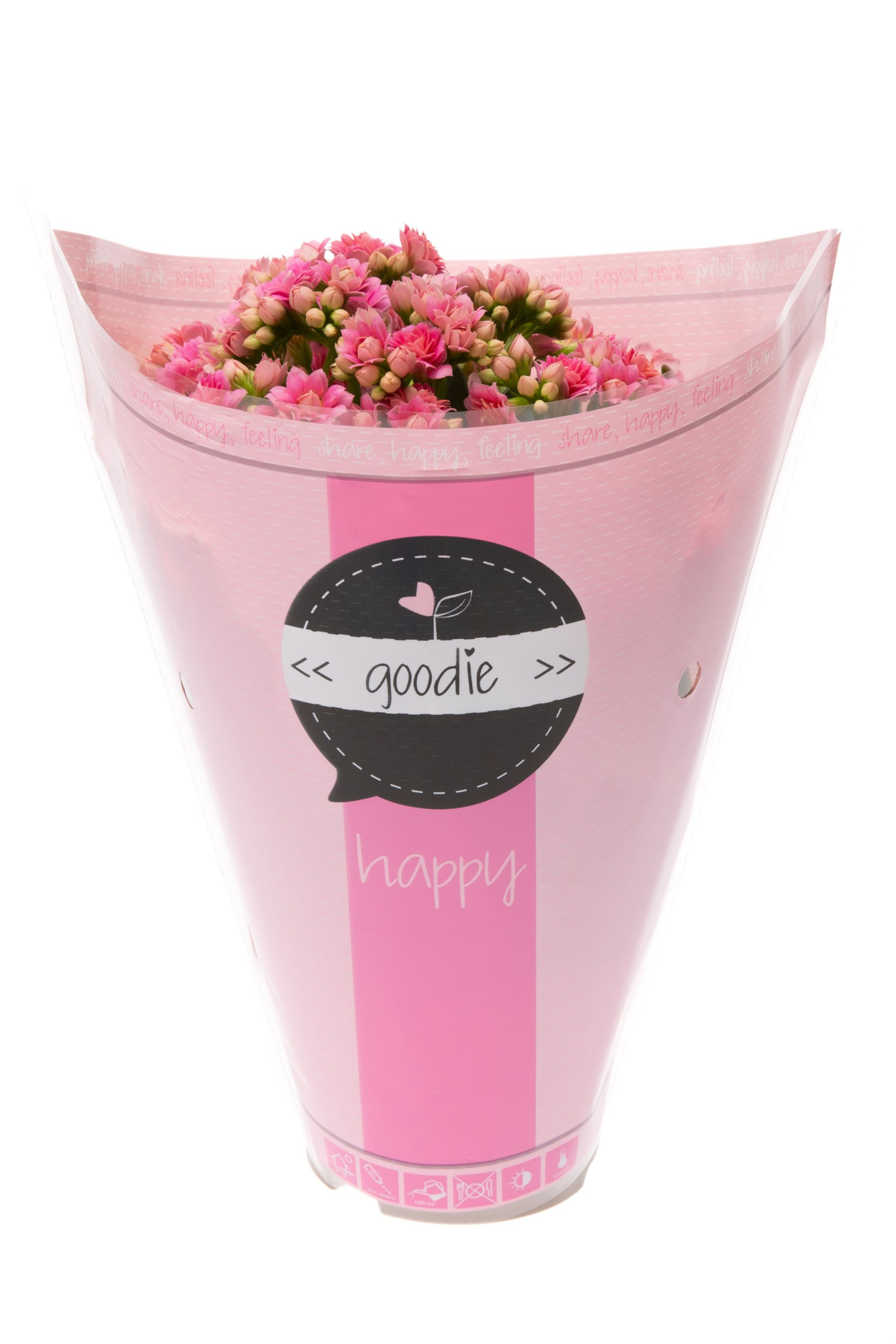 Kalanchoe dbl. Goodie Pink, D 10,5 cm