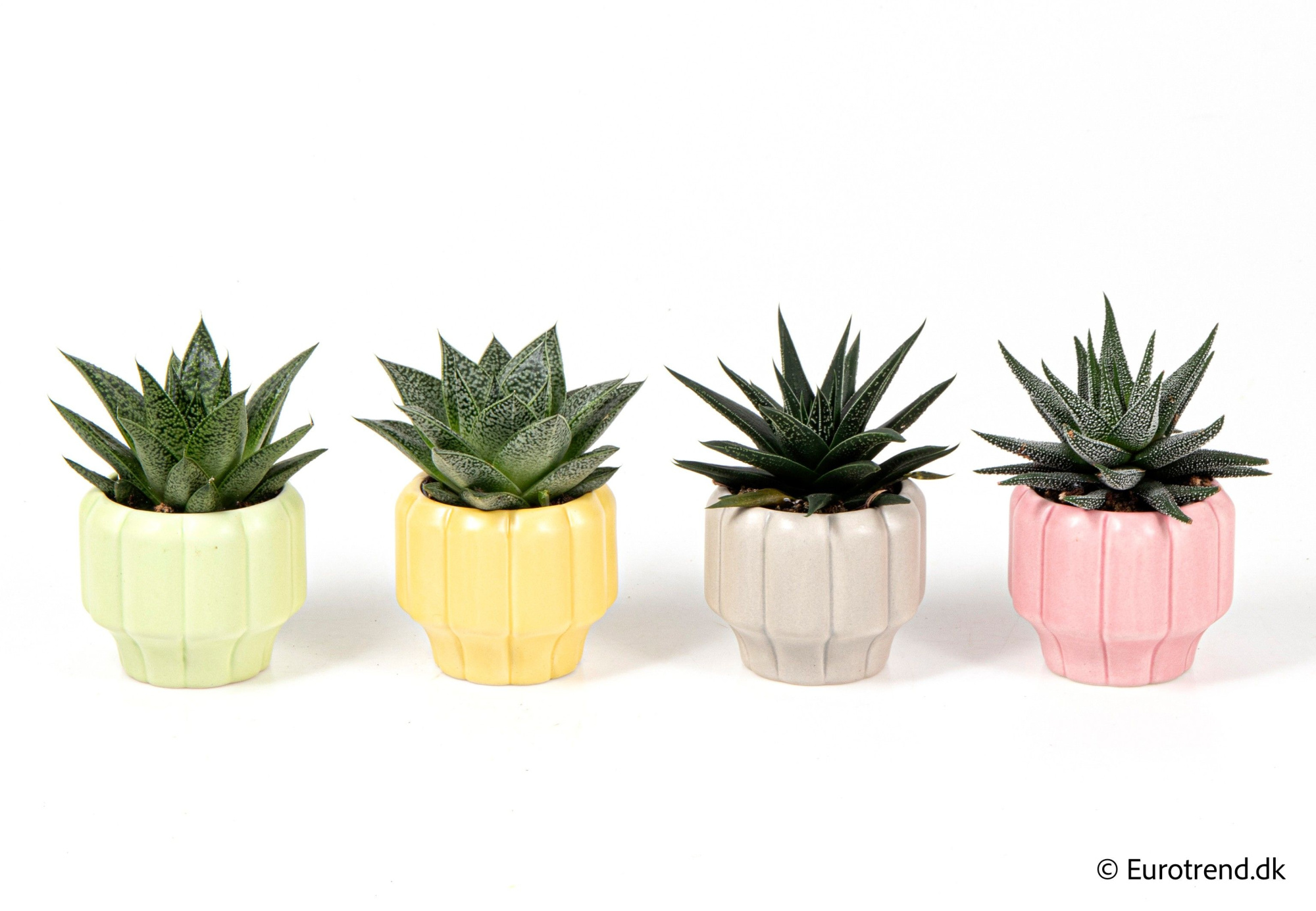 Succulent mix in ceramic - Spring, Summer & Autumn 2025, D 6 cm