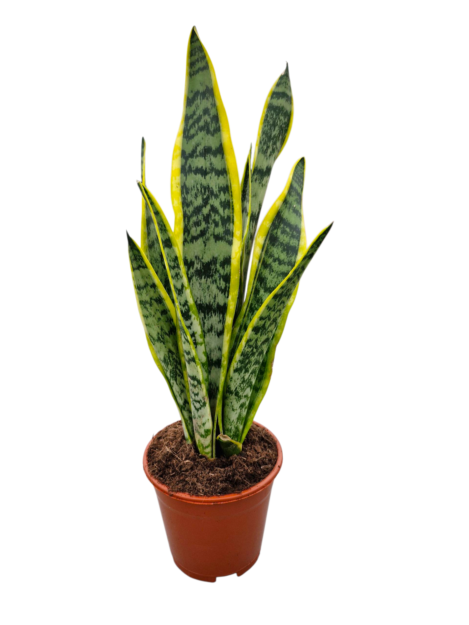 Sansevieria Laurentii 14 cm, D 14