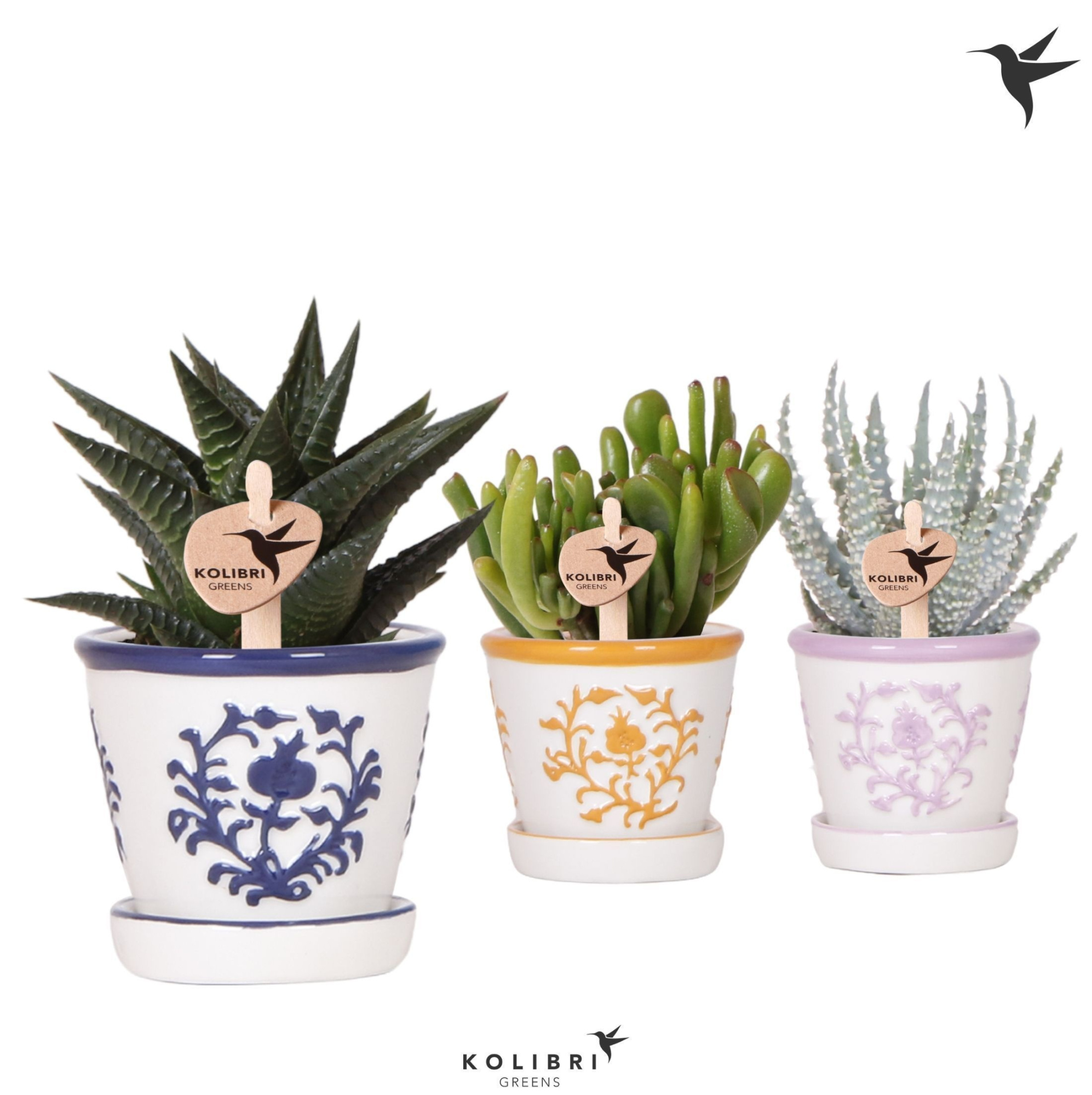 Kolibri Greens Succulenten mix in Malaga pot mix, D 6 cm