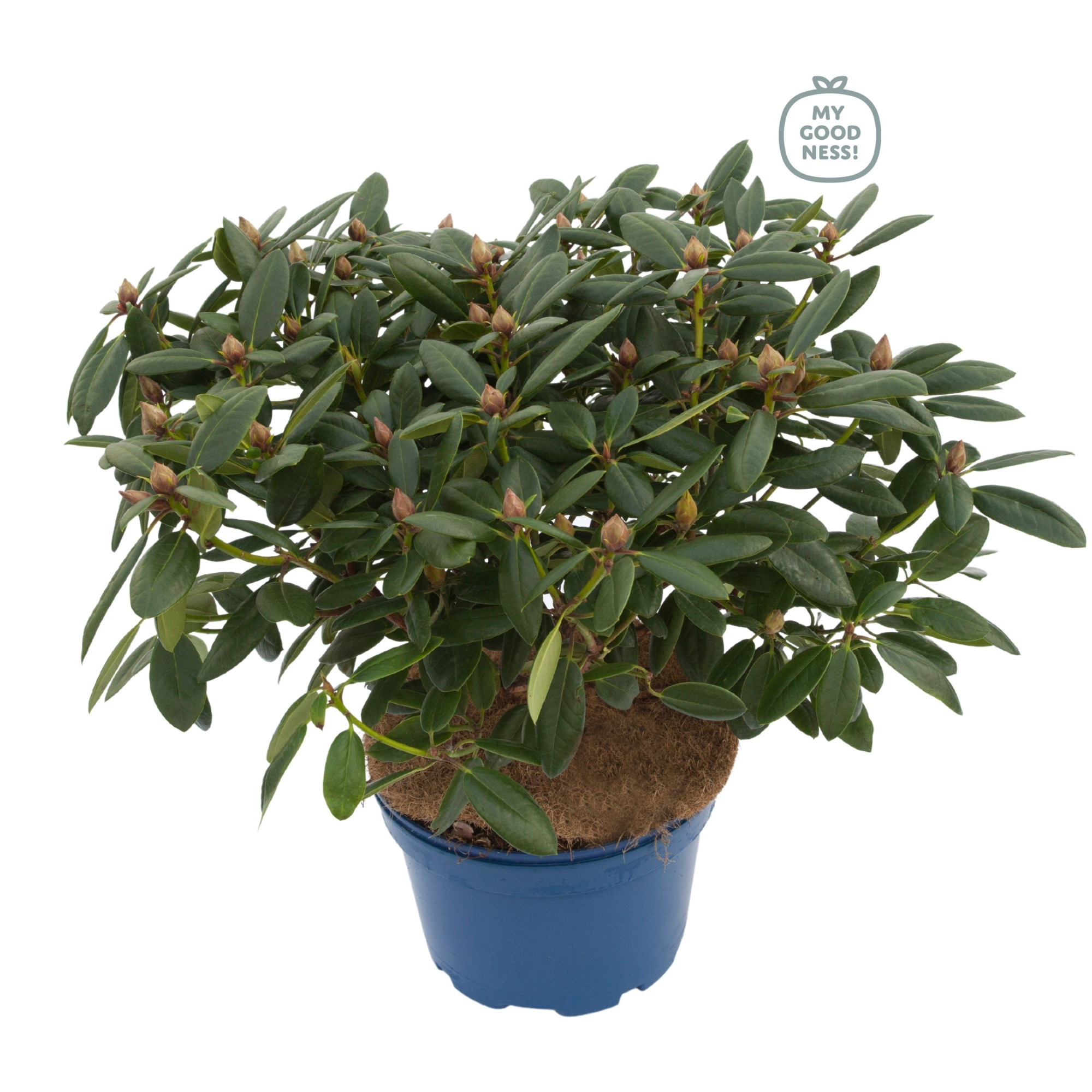 Rhododendron 70-80 /15 liter 'Virginia Richard', D 34 cm