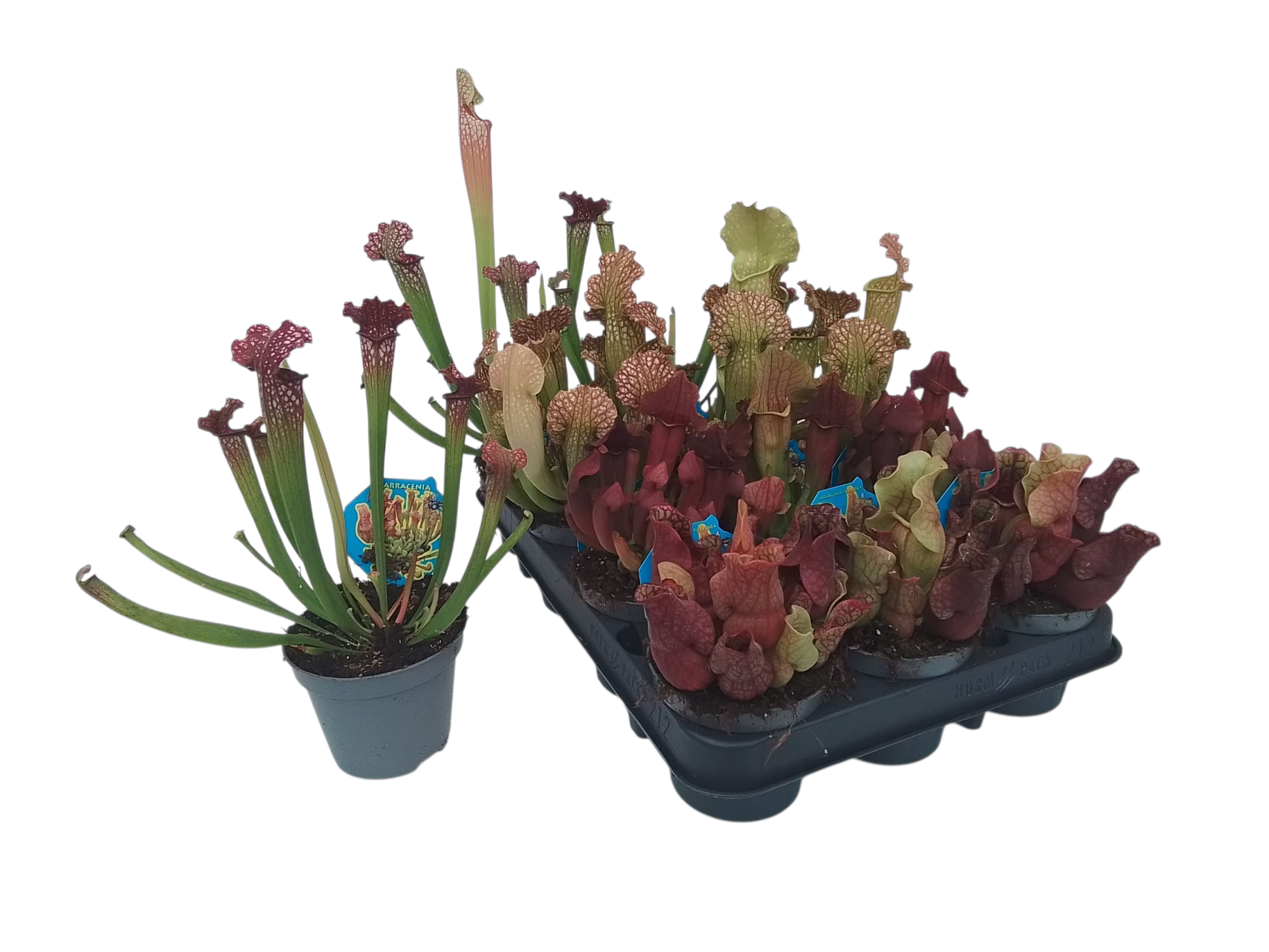 Sarracenia kelken gemengd 4 soorten 9cm, D 9 cm