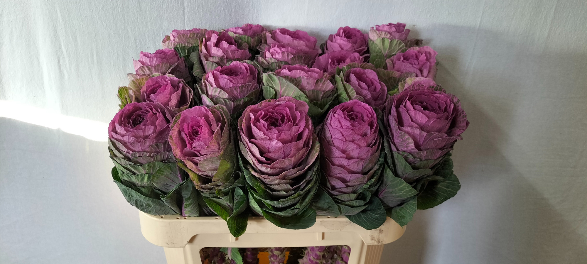 Брассика Кондор Рэд 70, шт.