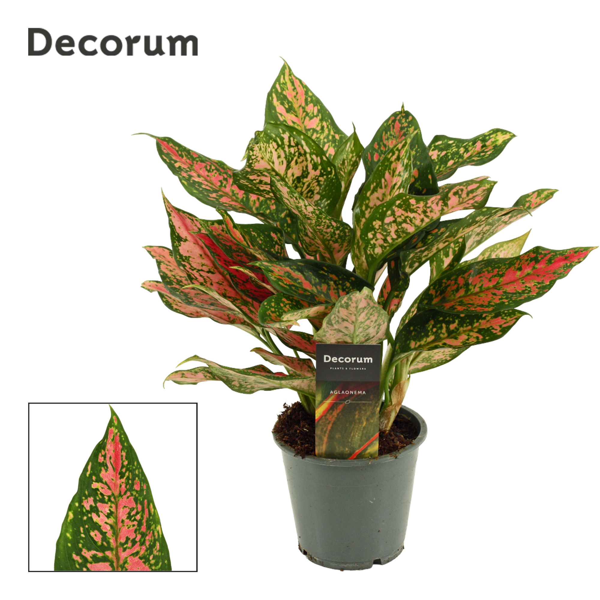 Aglaonema Unyamanee 12 cm (Decorum), D 12 cm