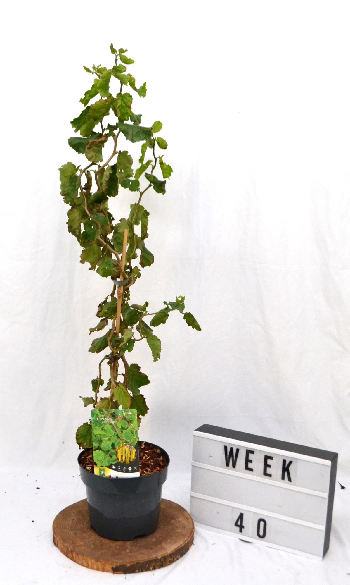 Corylus avellana Scooter C3 40-60, D 19 cm