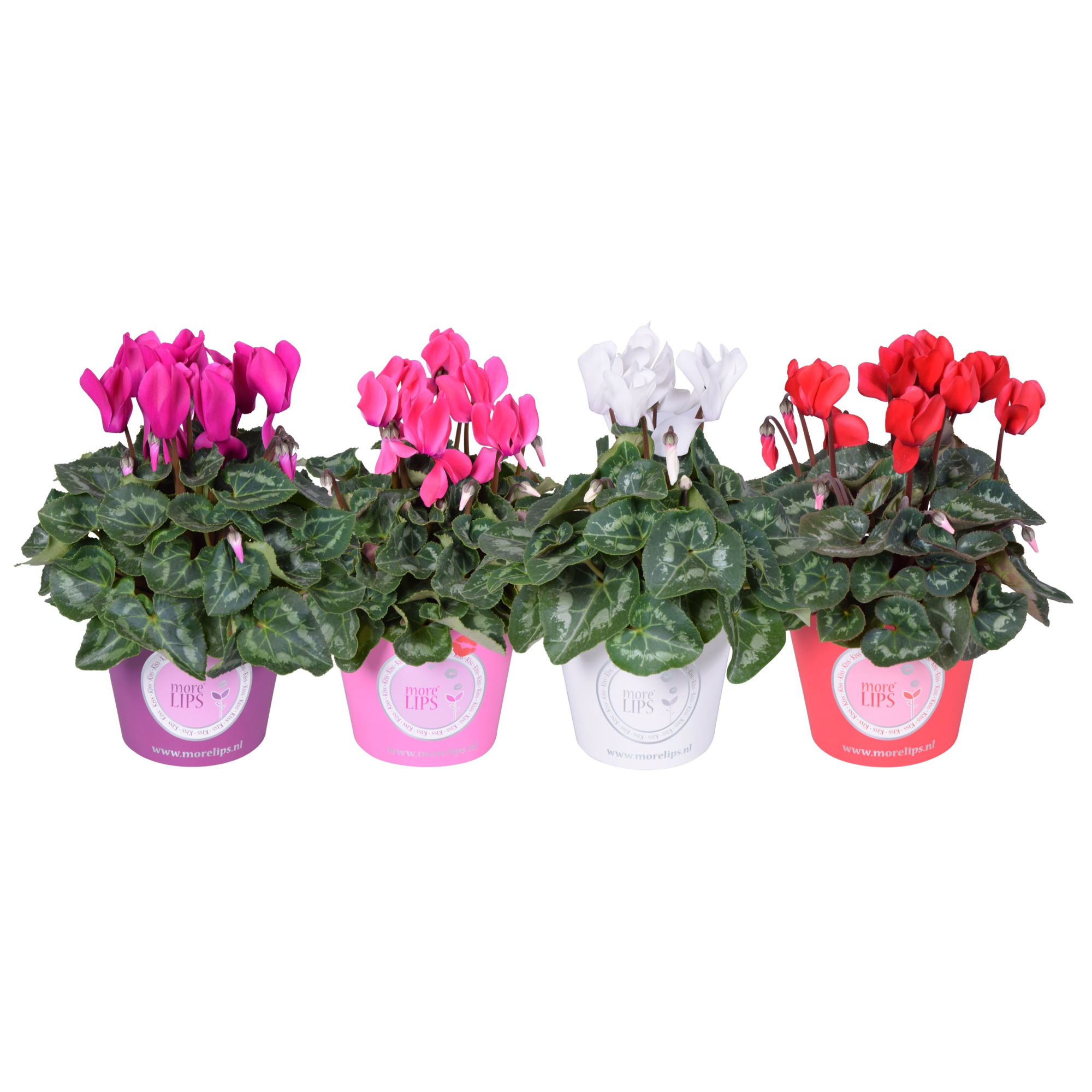 MoreLIPS® Cycl Midi mixLAAG color, D 12 cm