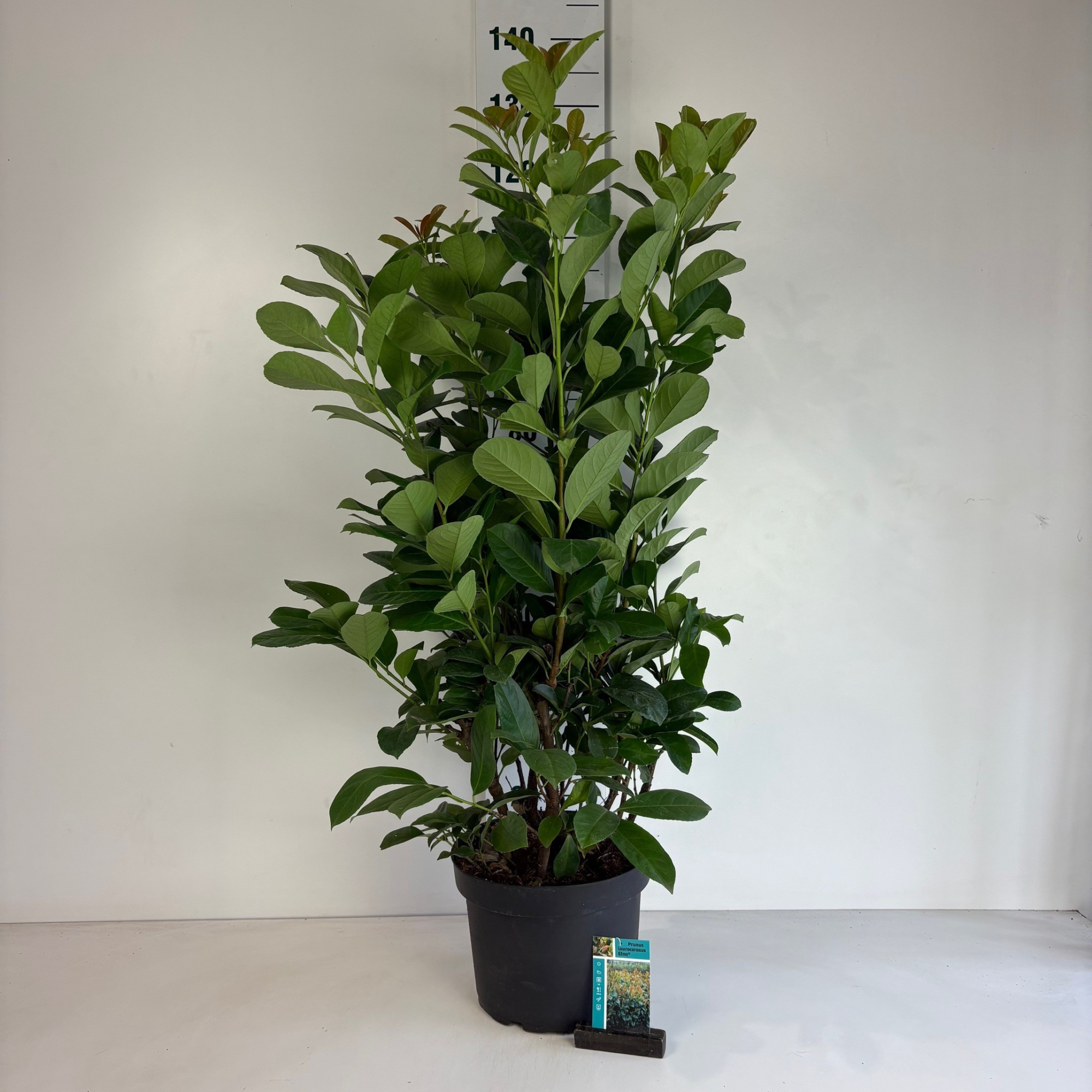 Prunus laurocerasus Etna, D 29