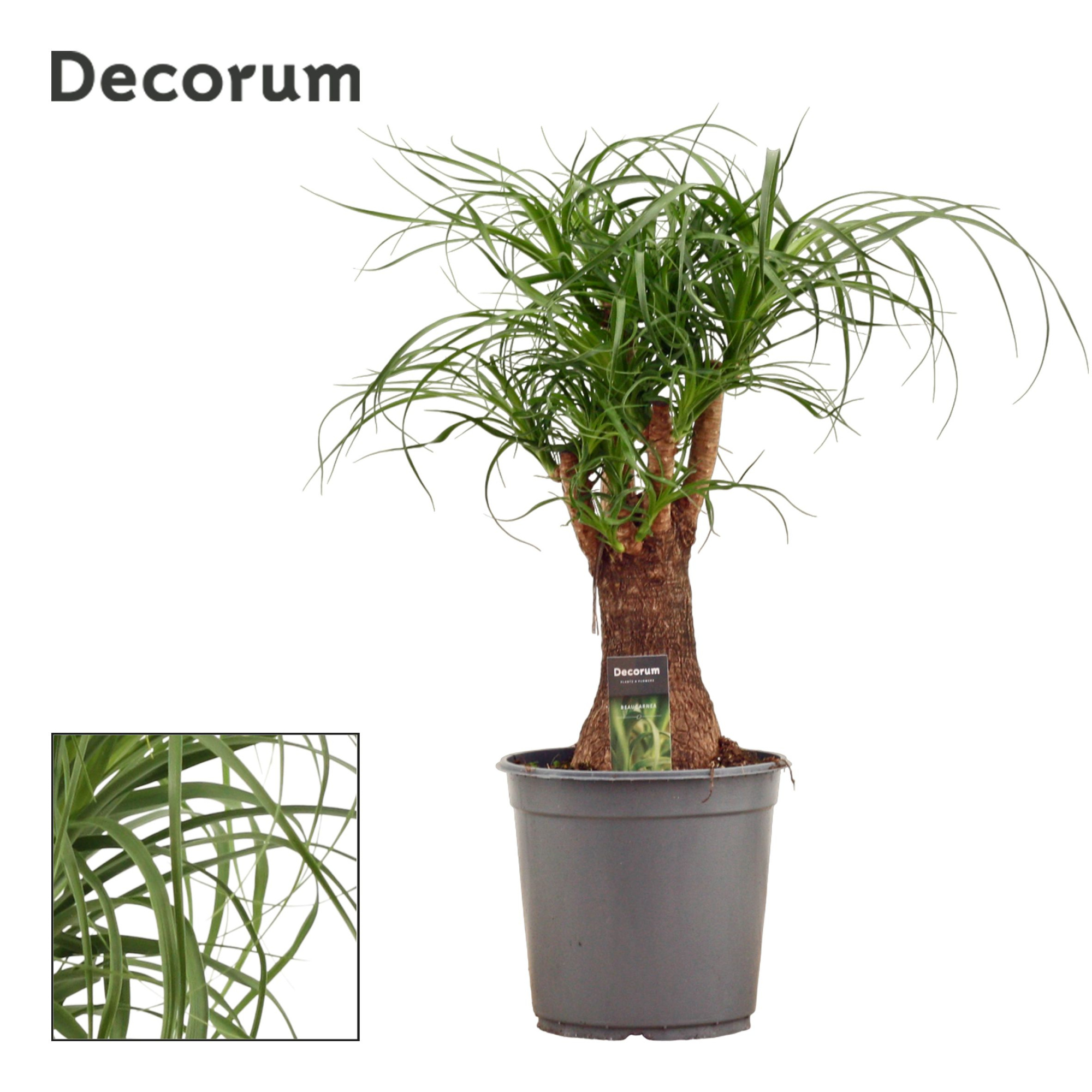 Beaucarnea vertakt 24 cm (Decorum), D 24 cm