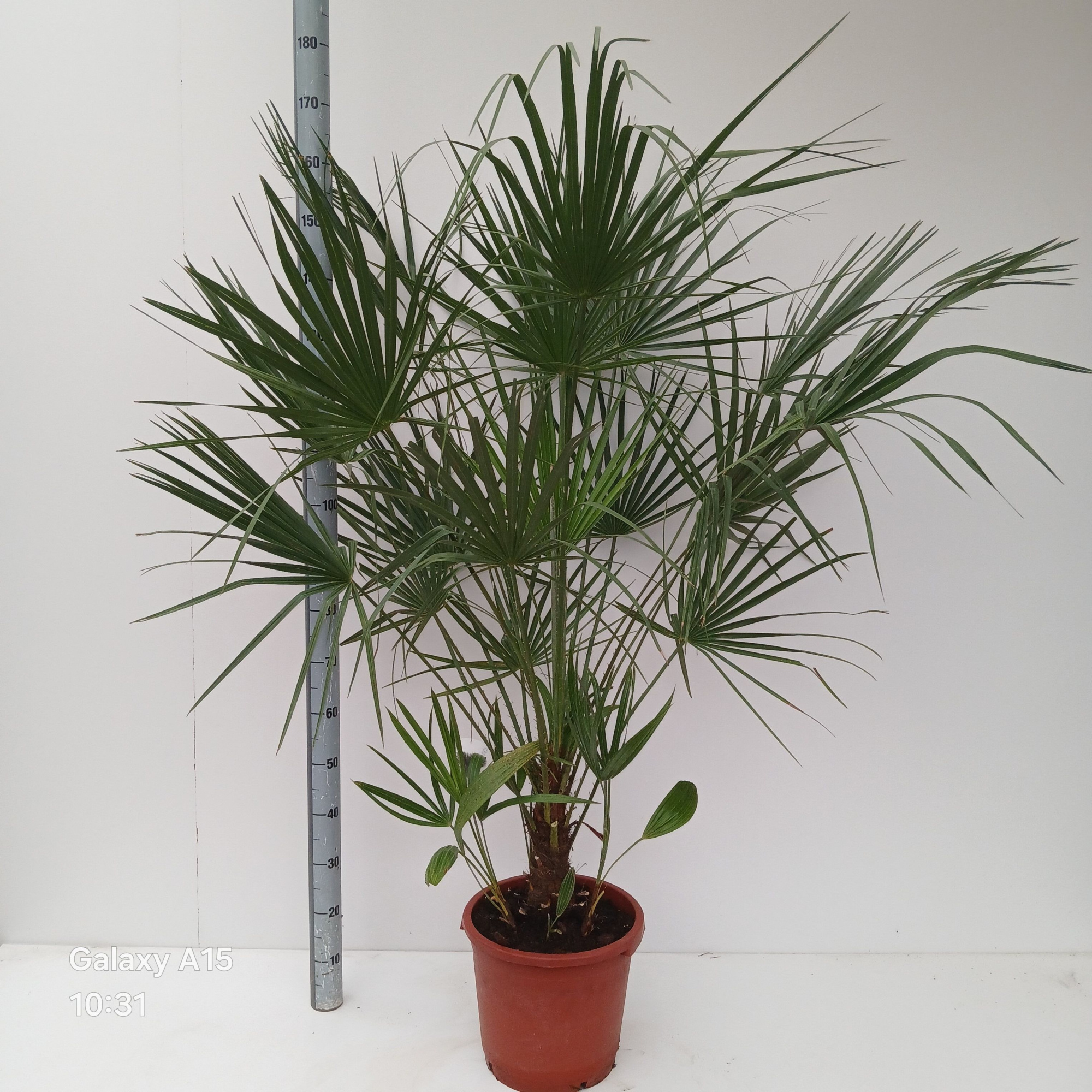 chamaerops humilis, D 30