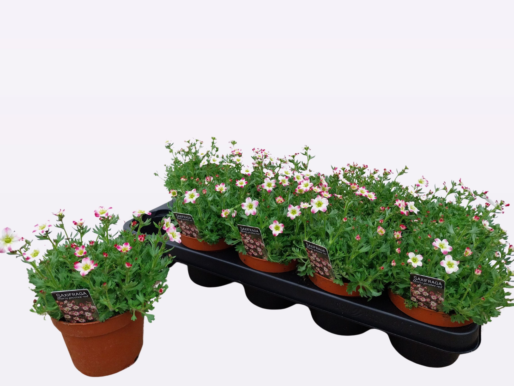 Saxifraga ( Marto Picotee Red, D 12