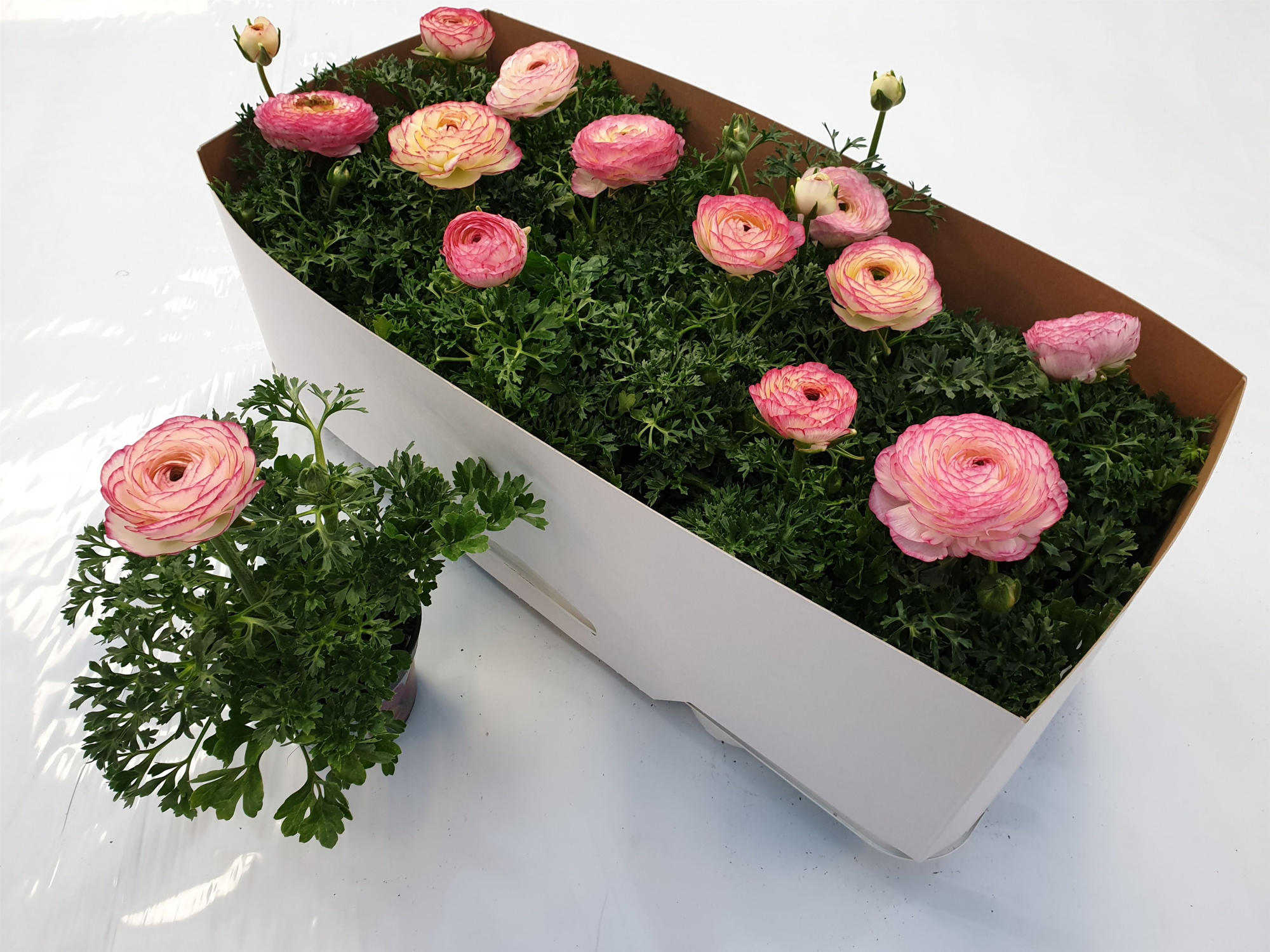 RE PVO : P10.5 Ranonkel Bicolor licht roze, D 10,5