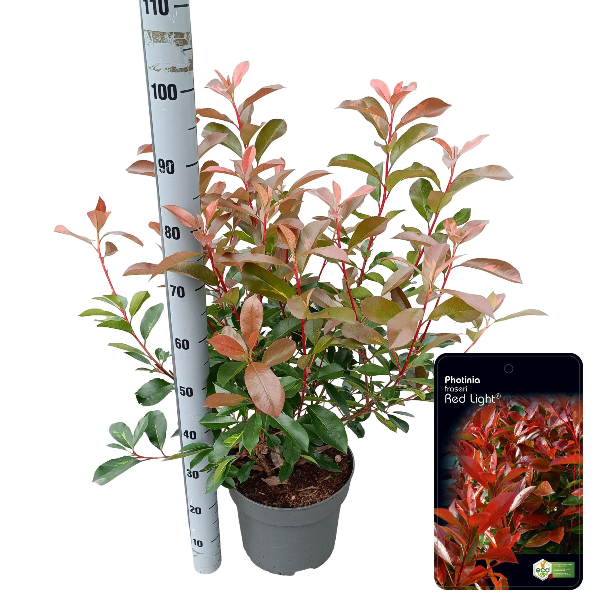 Photinia fraseri 'Red Light', D 29