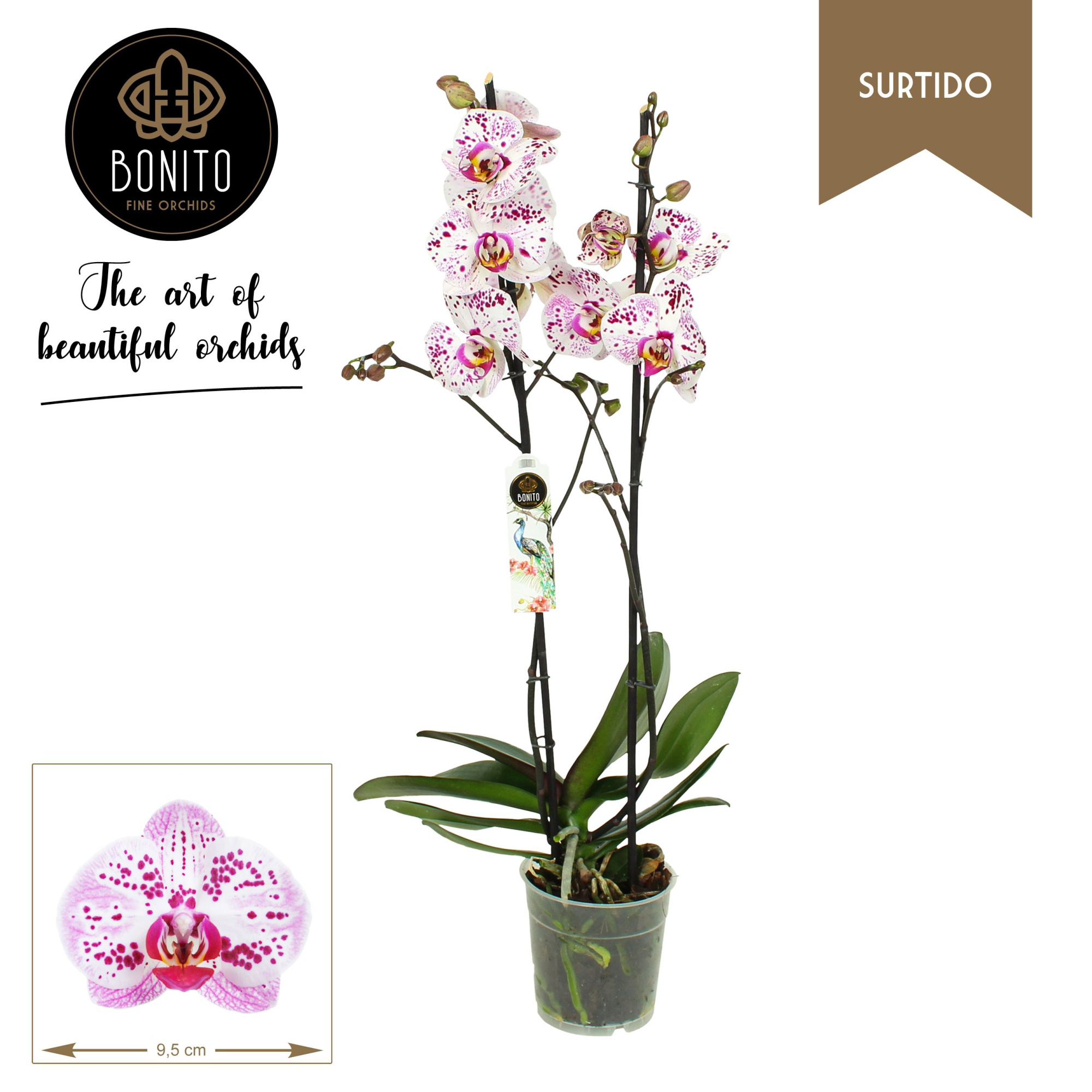 Phal. Surtido - Sevilla 2-Tak, D 12