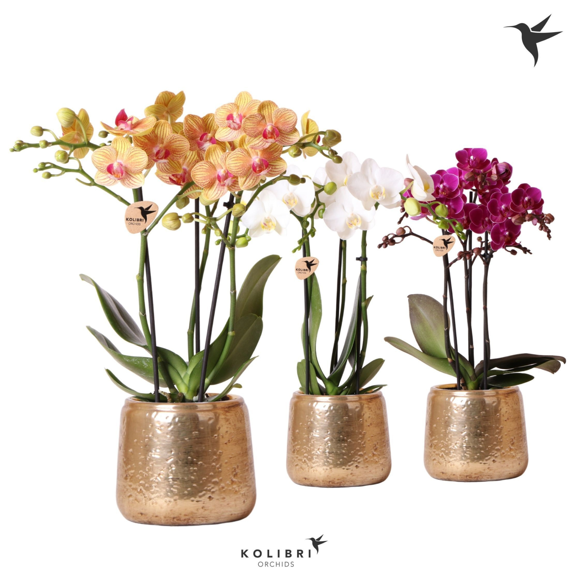 Kolibri Orchids Phalaenopsis mix 3 spike in Luxury pot gold, D 9