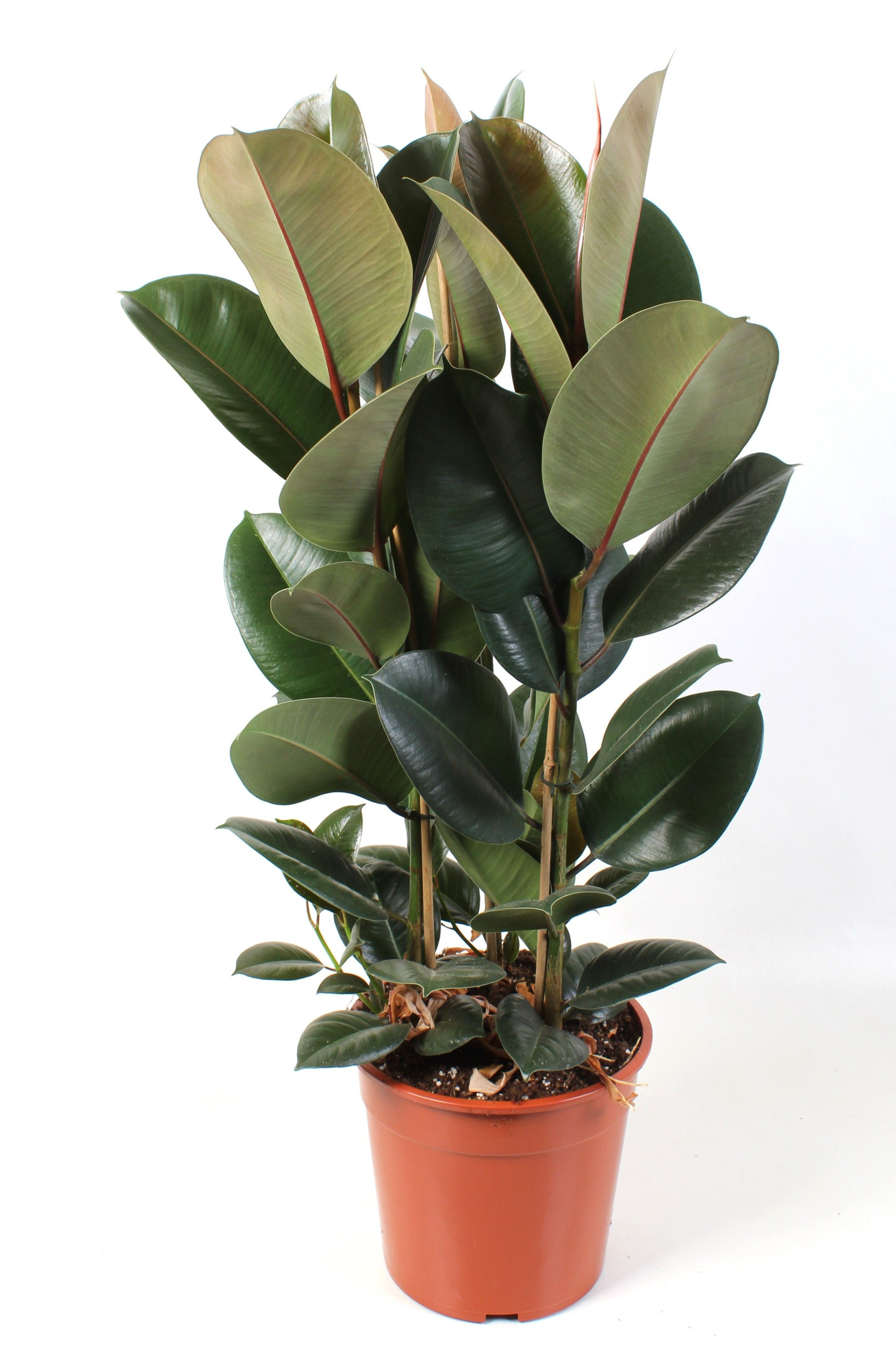 Ficus elastica Robusta 27 cm, D 27 cm