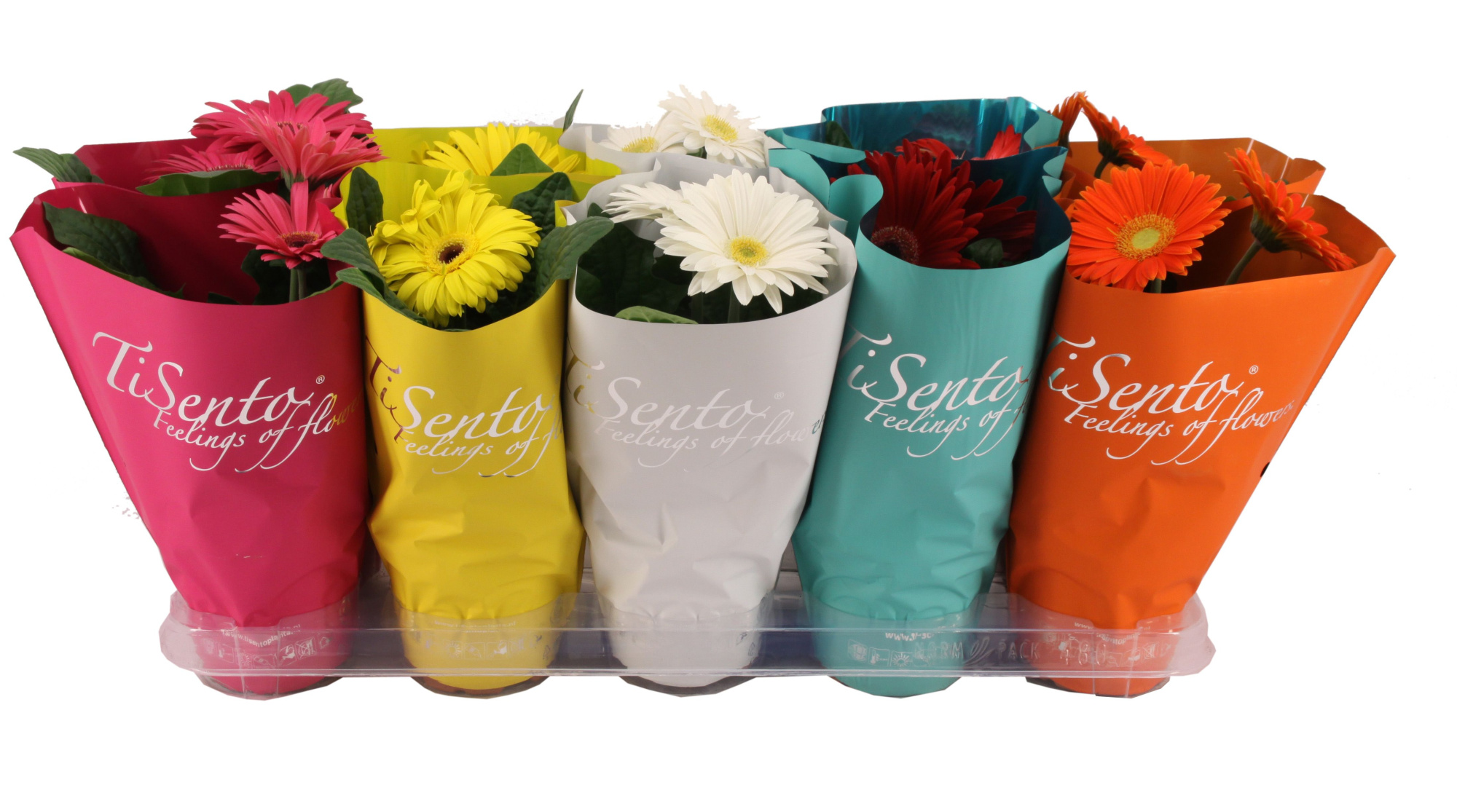 Gerbera 12 cm Zomer Mix, D 12