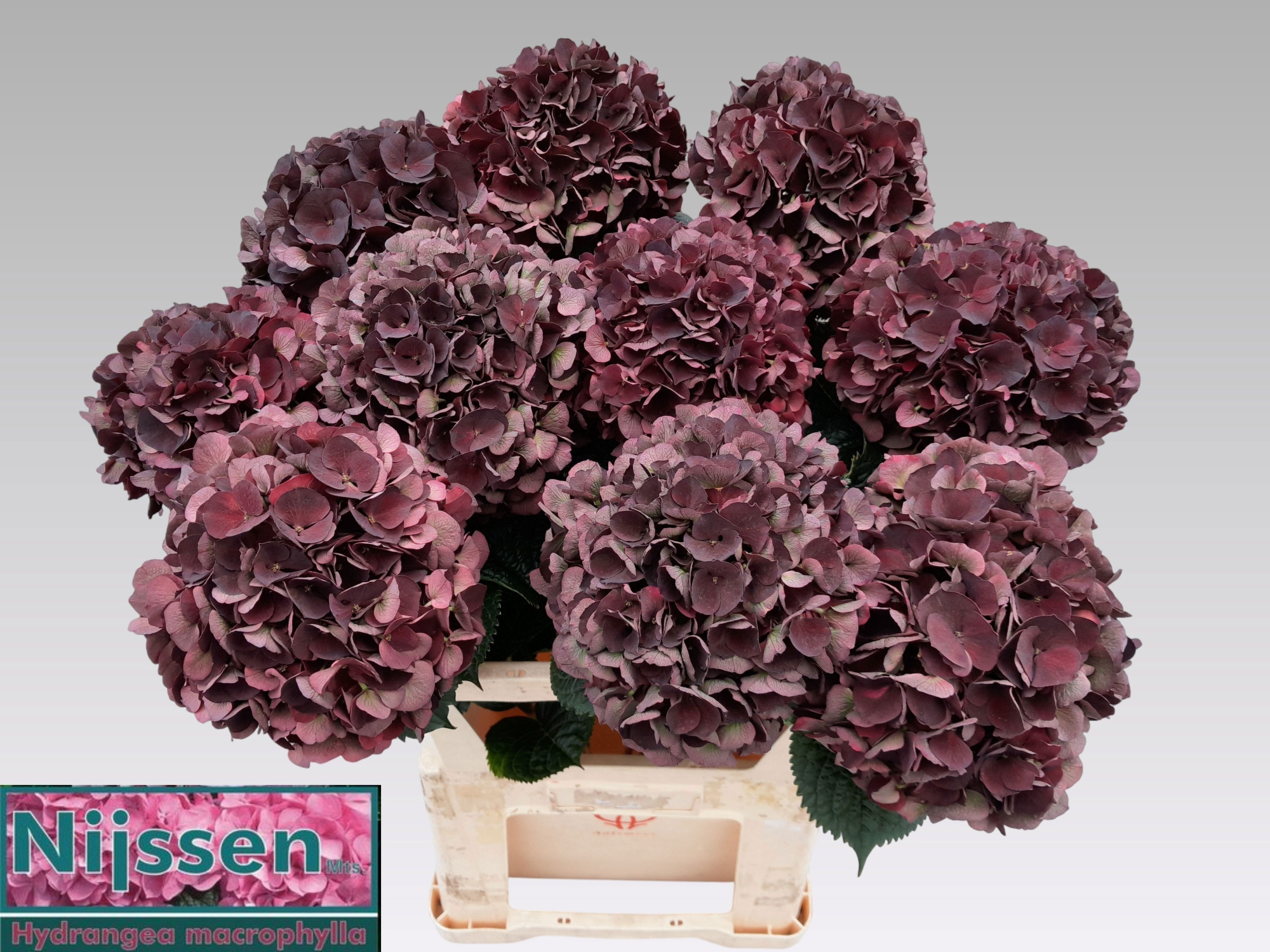 Гортензия Мэджикал Дарк Руби Классик 60, шт.