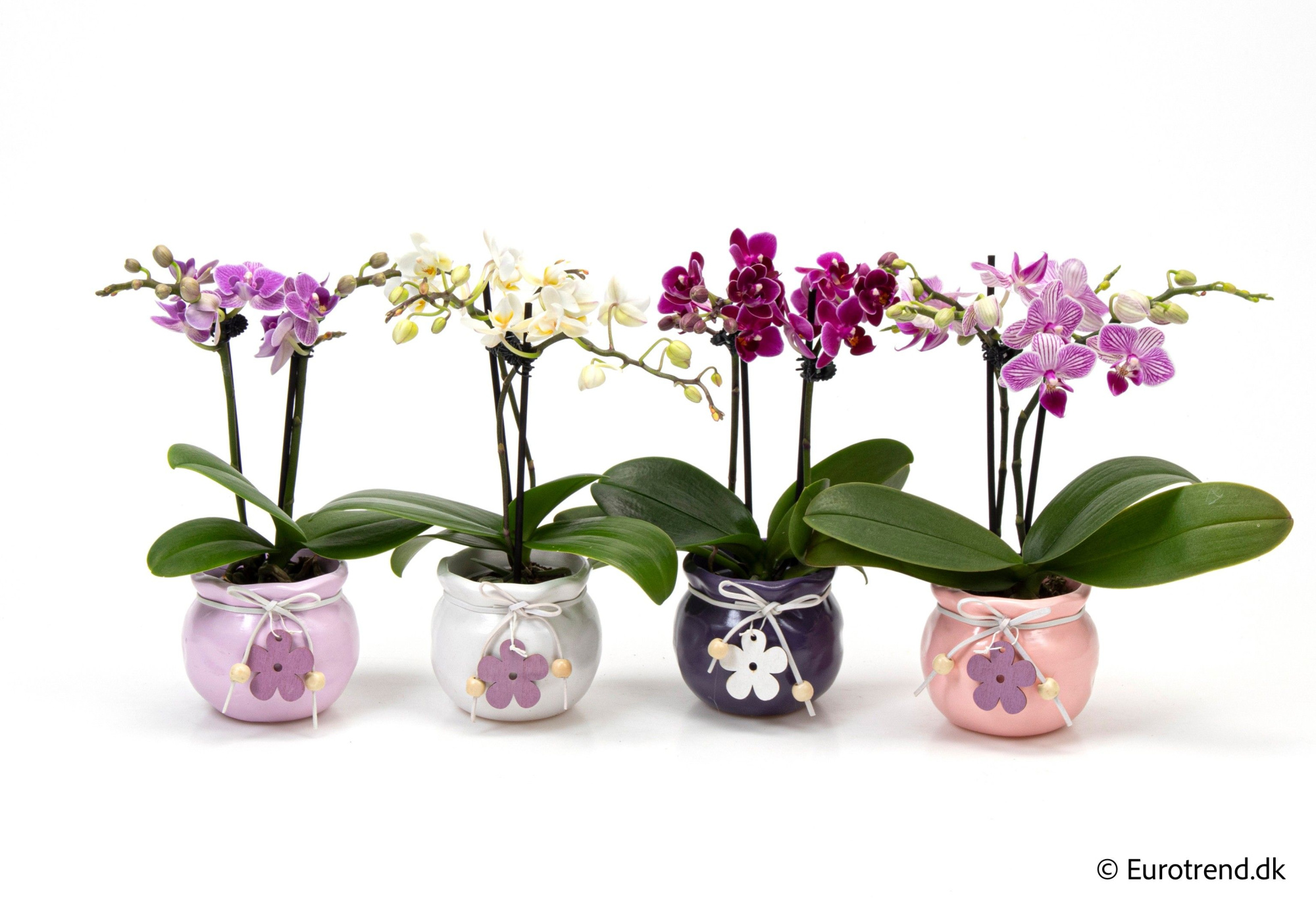Phalaenopsis 2 spike in ceramic- Spring, Summer & Autumn 2025, D 6 cm
