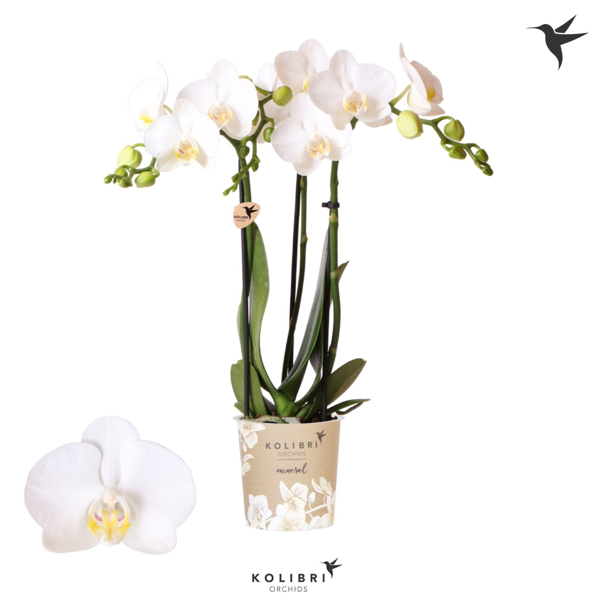 Kolibri Orchids Phalaenopsis Amabilis 3 spike, D 9 cm