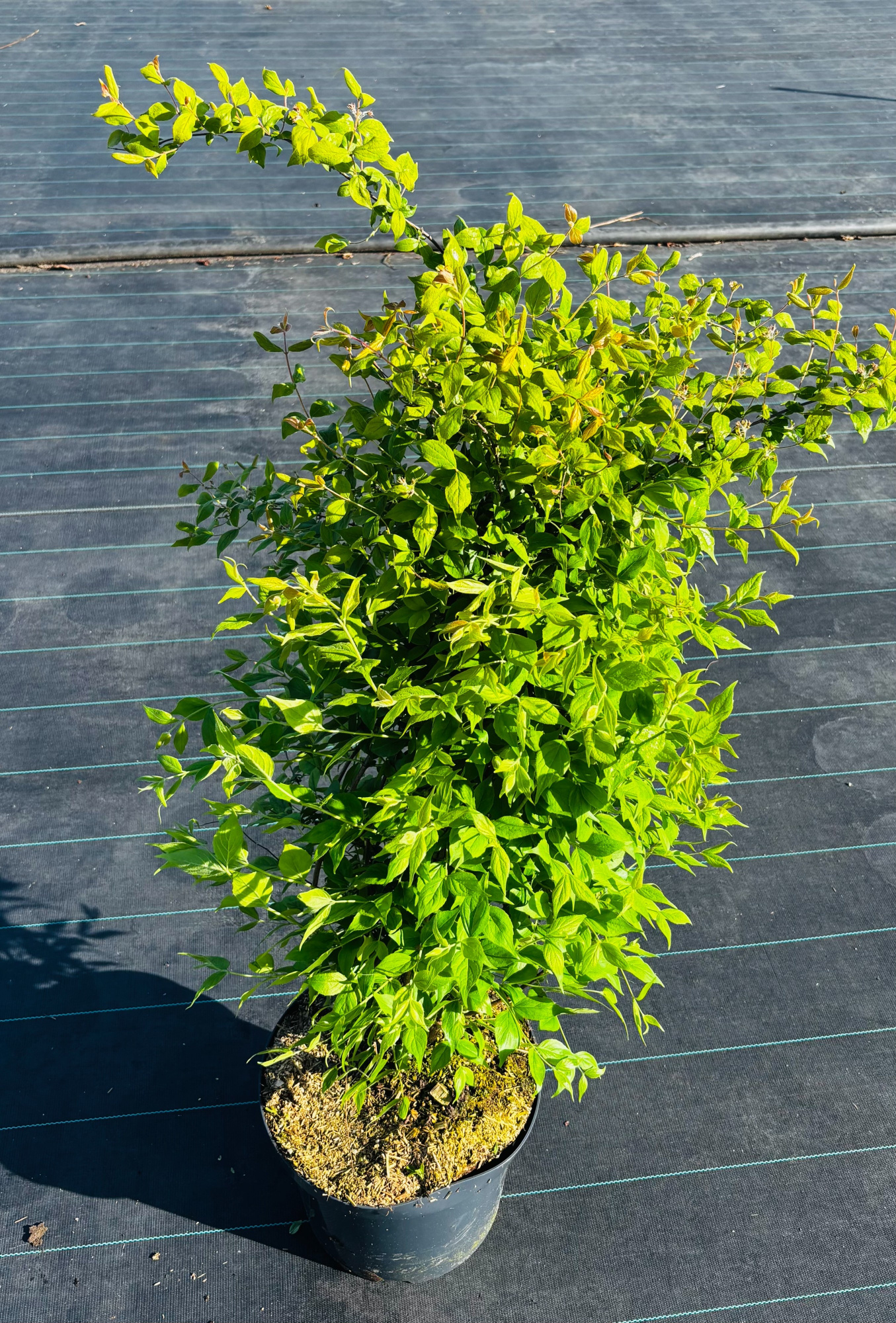 Kolkwitzia amabilis, D 29 cm