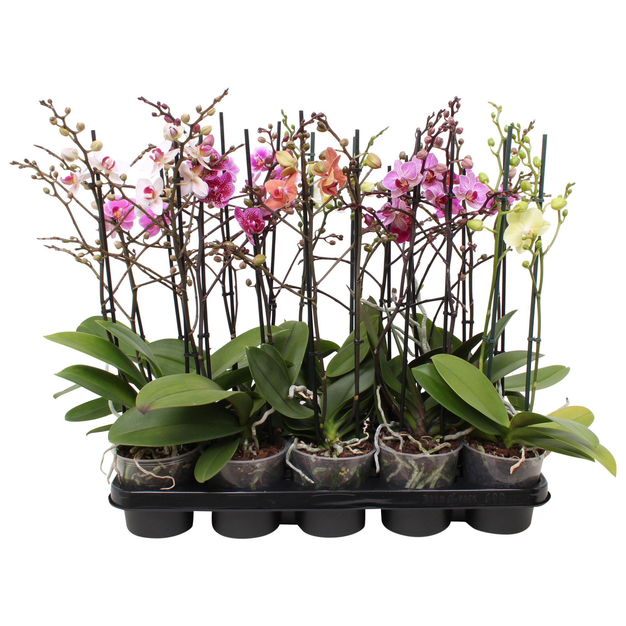 Phal. Multiflora 2-tak 30+ bloem vertakt 5 kleuren, D 12