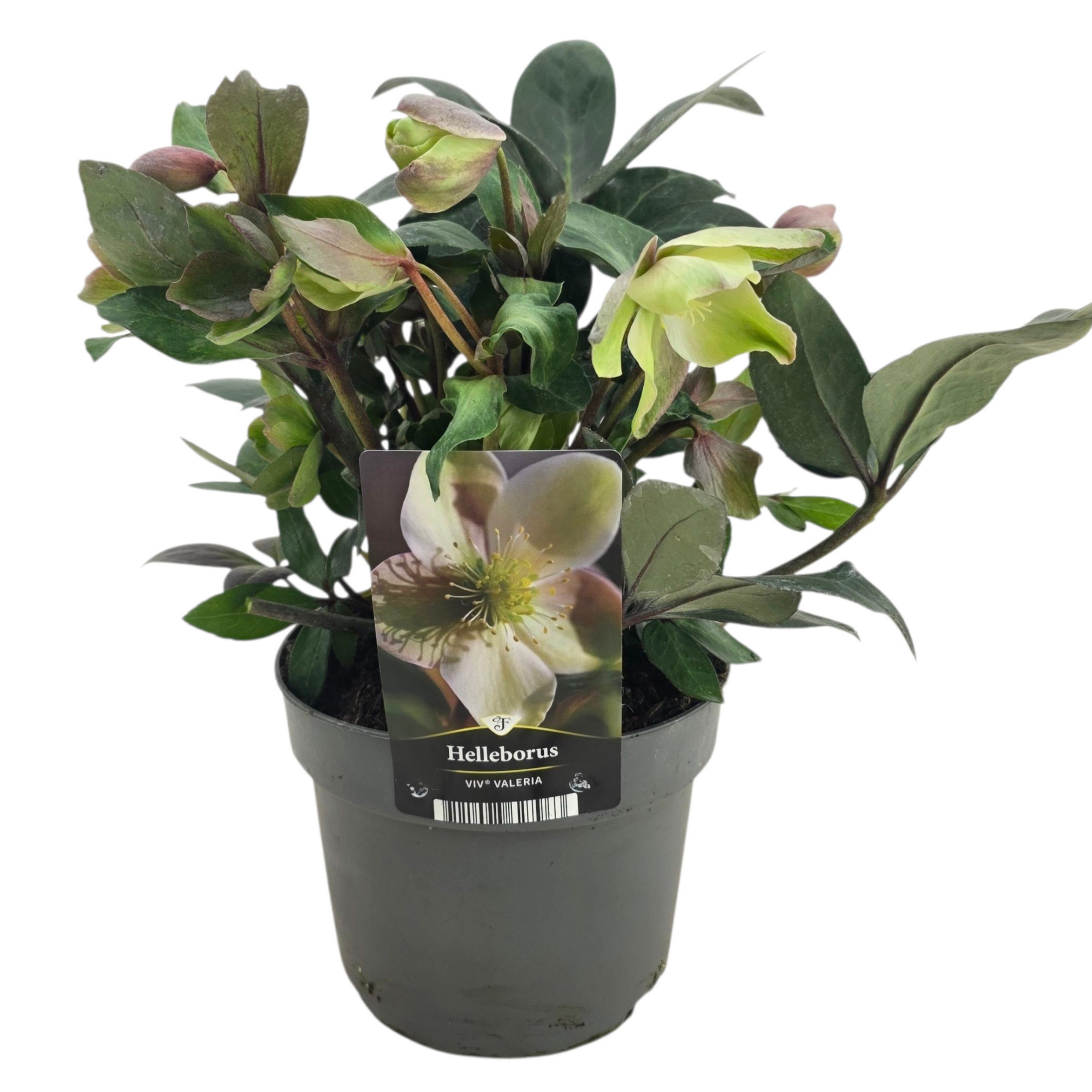 Helleborus Viv Valeria, D 17 cm