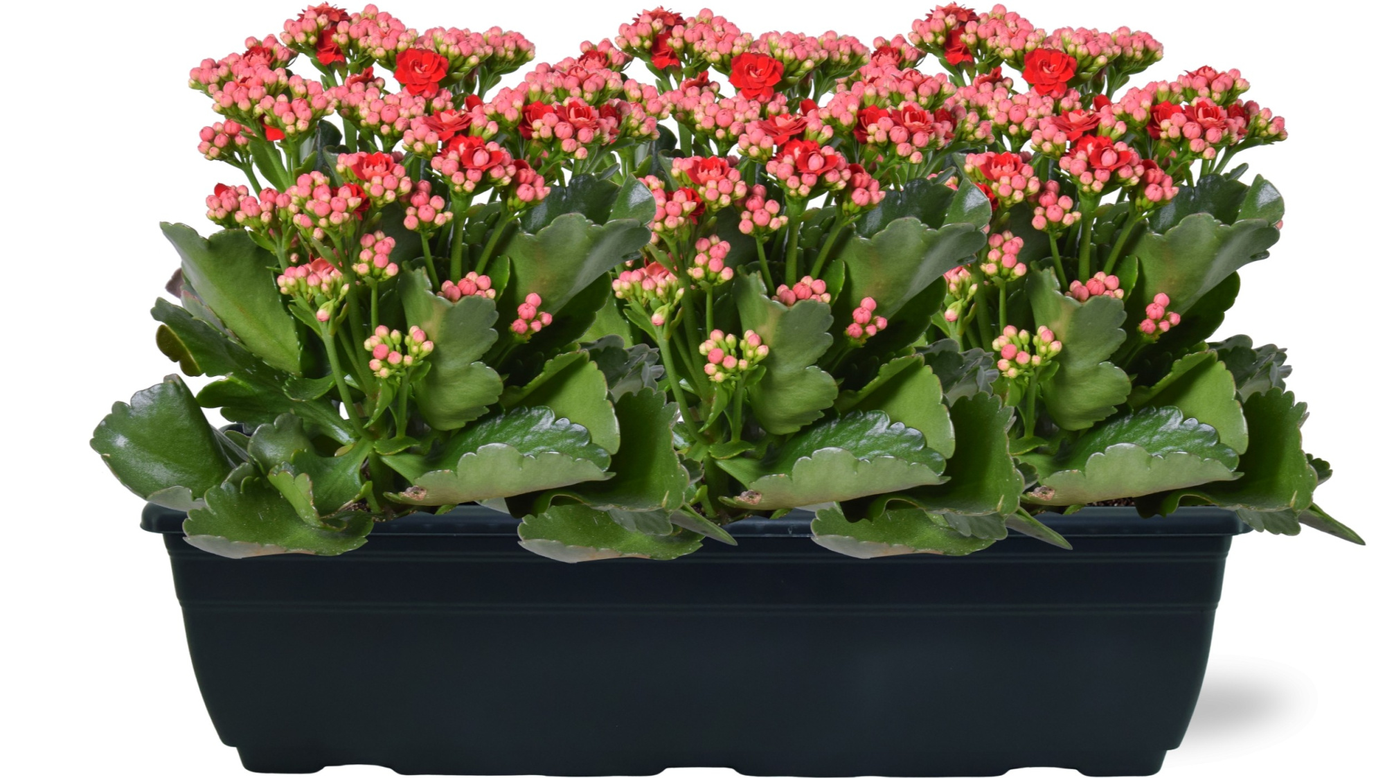 Hello Summer Kalanchoe Blossfeldiana in Duobak Rood 40cm, D 40 cm