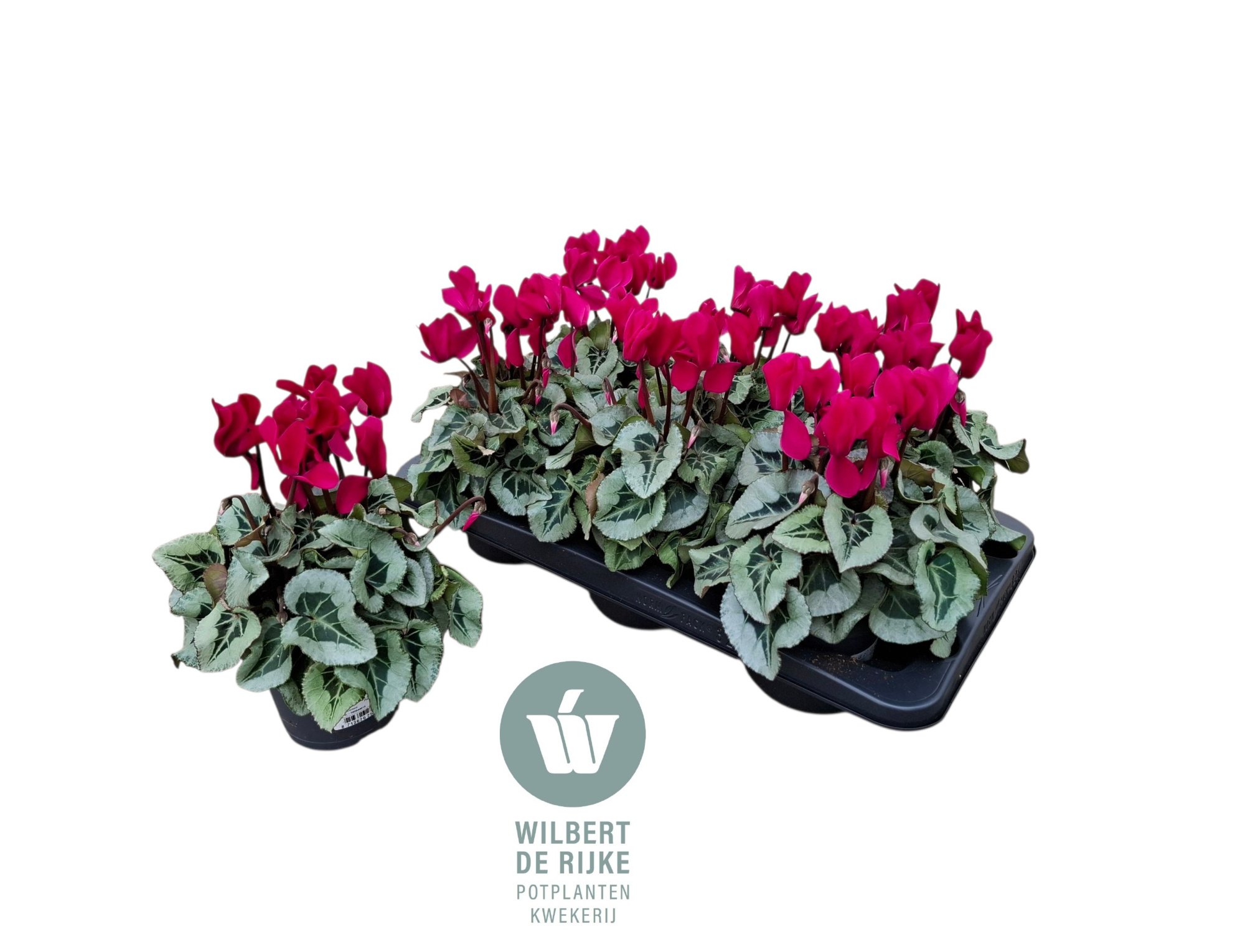 Cyclamen Midi Super Serie Rembrandt Violet (Cyclaam), D 12 cm
