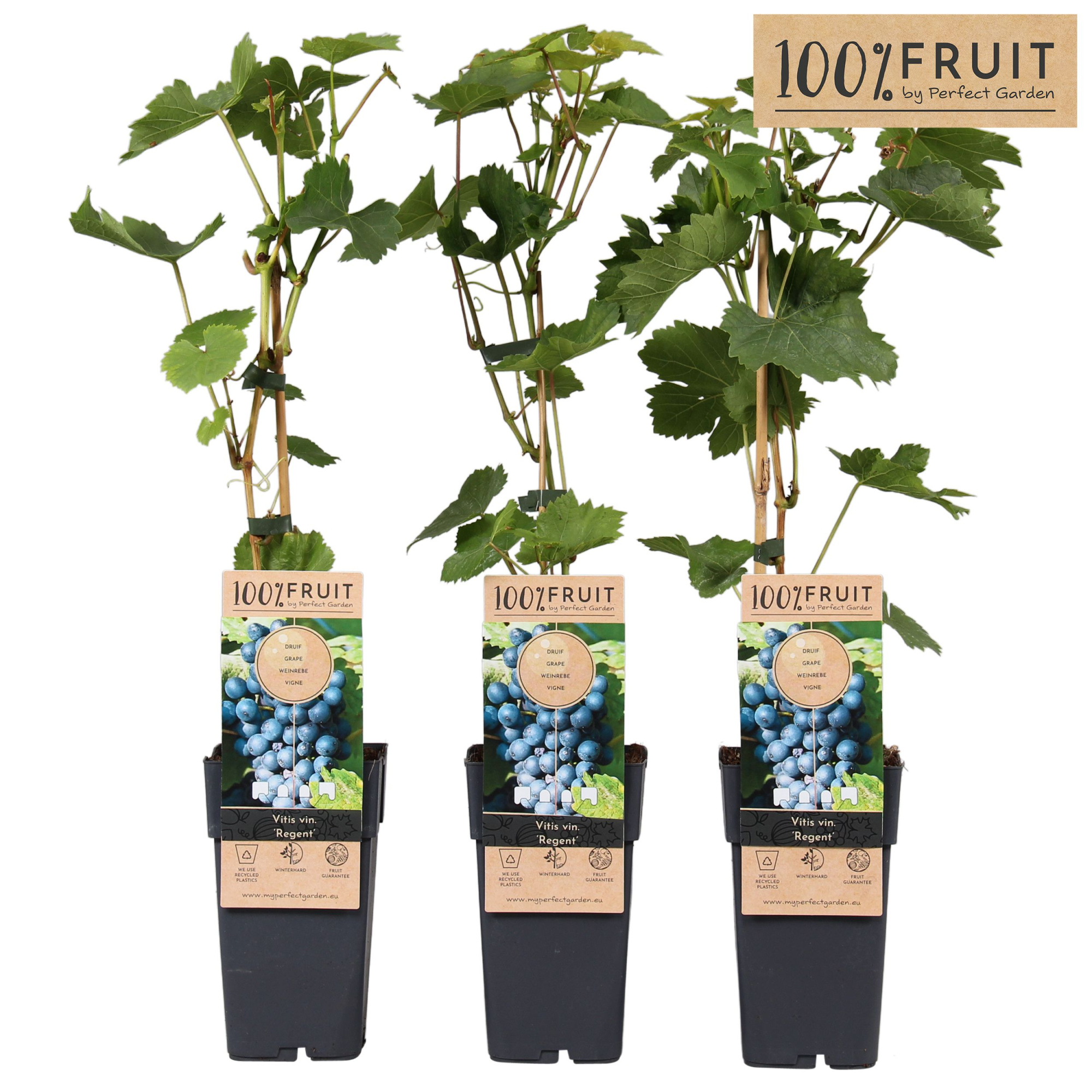 Vitis Regent (geënt) P15, D 15 cm