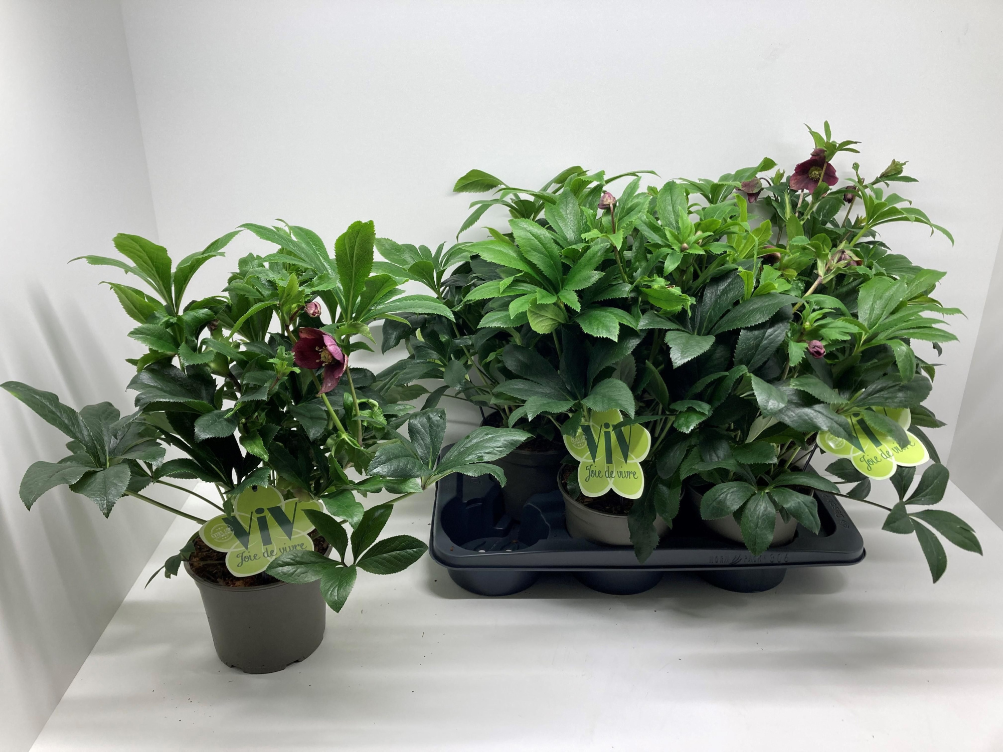 Helleborus orientalis'ViV Milana', D 17 cm