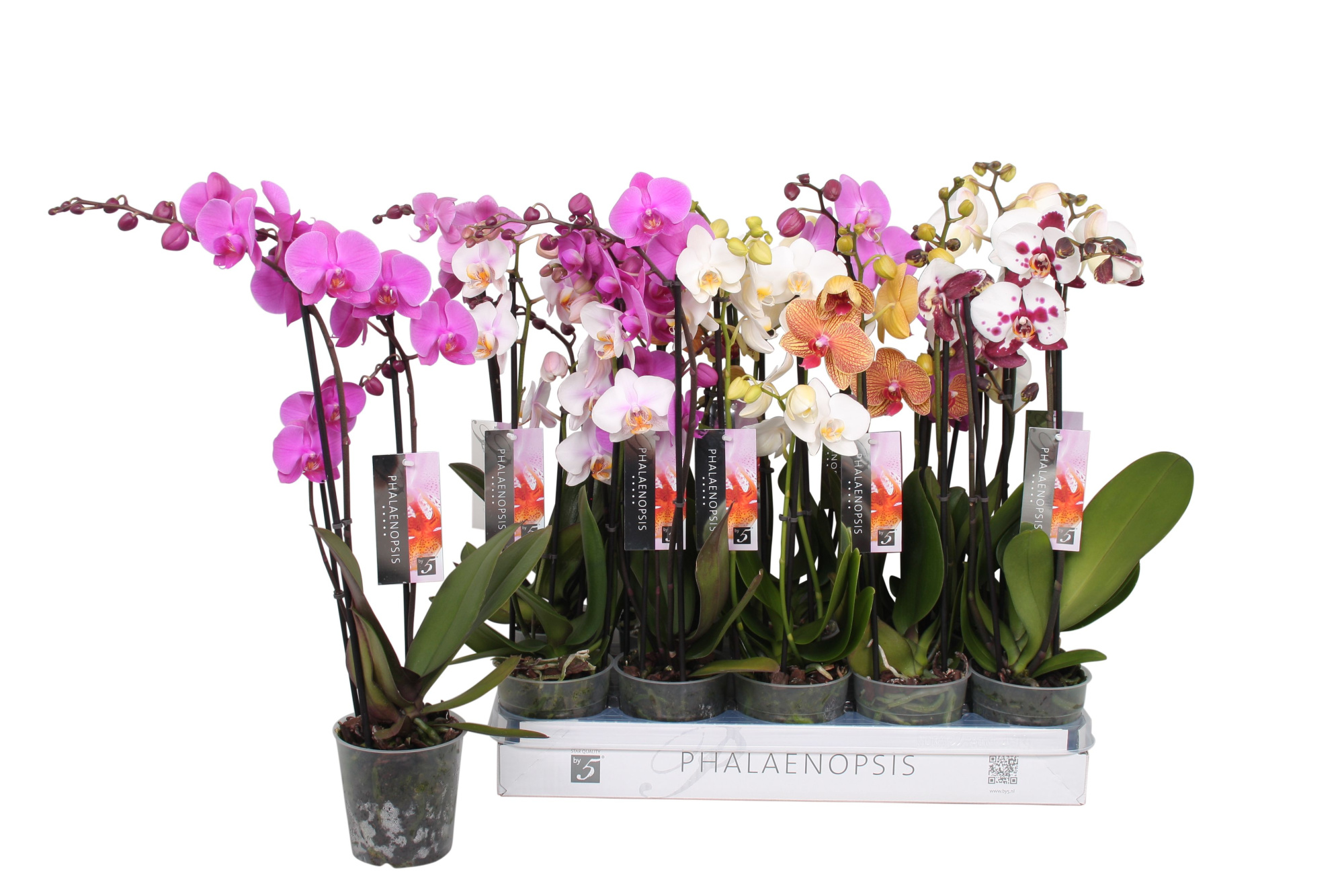 Phalaenopsis 6 color mix, 2,5-spike 18+, D 12 cm