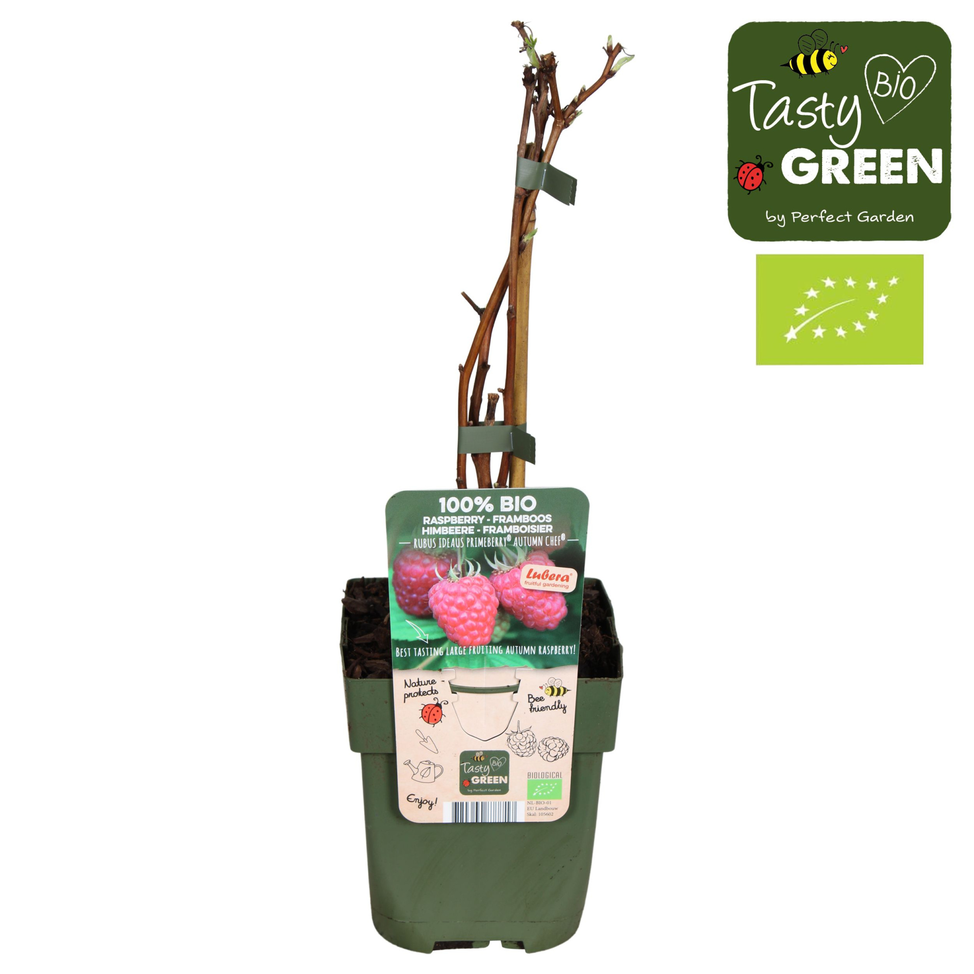 Rubus idaeus 'Autumn Chef'® Bio P13, D 13