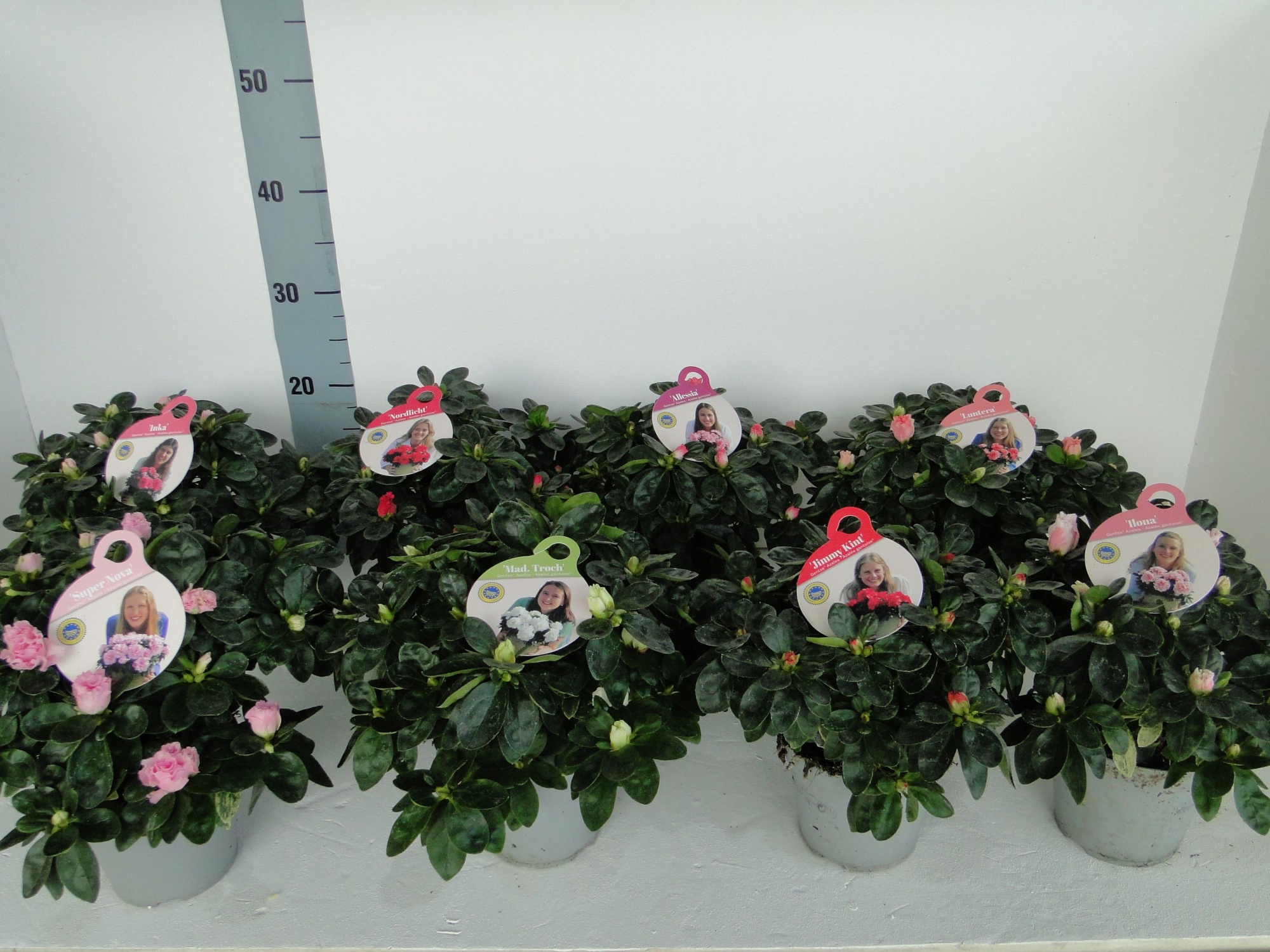 GHENT AZALEA YOUNG STARS POT 12, D 12 cm