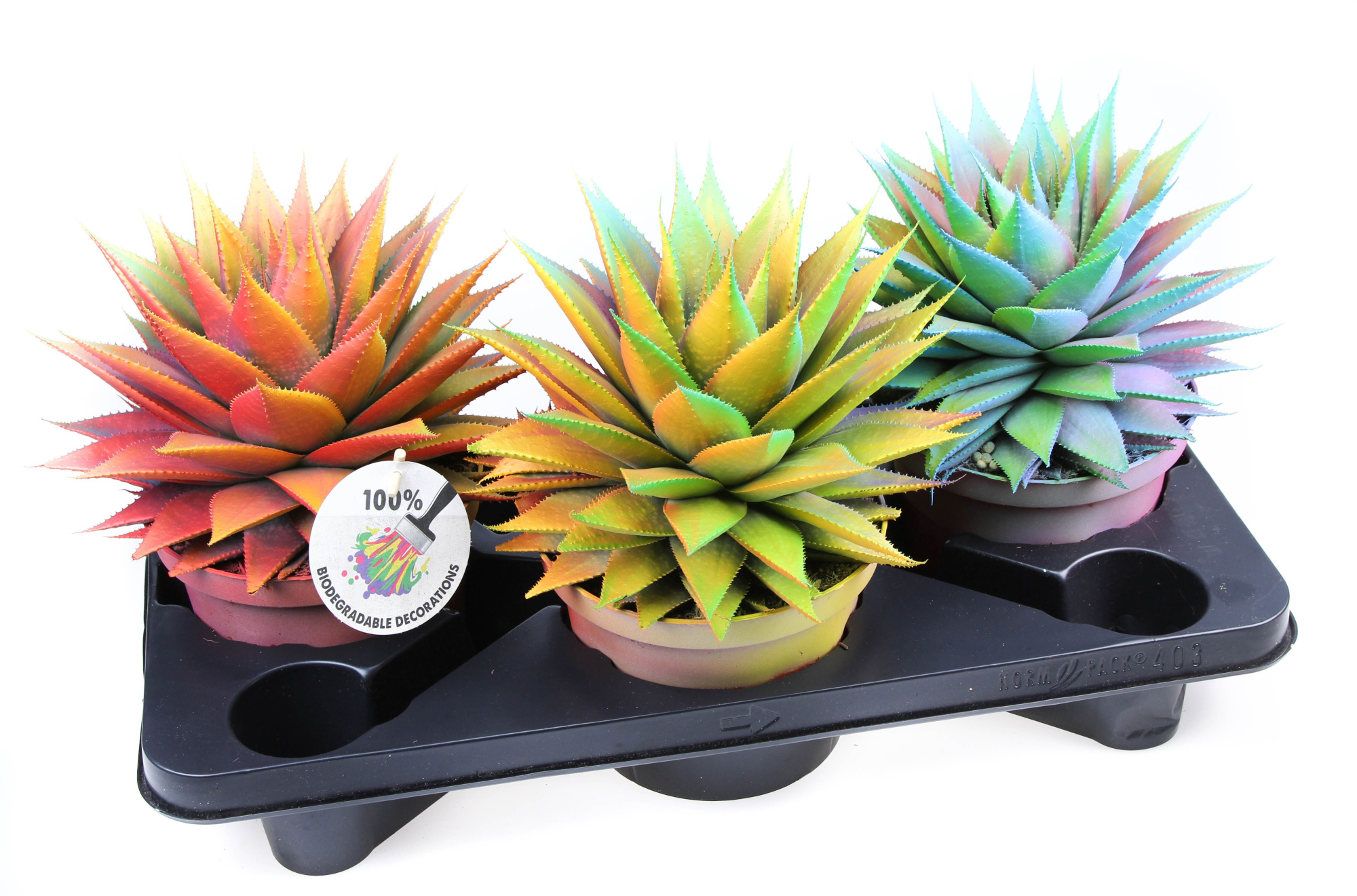 Aloe Chameleon special, D 17 cm