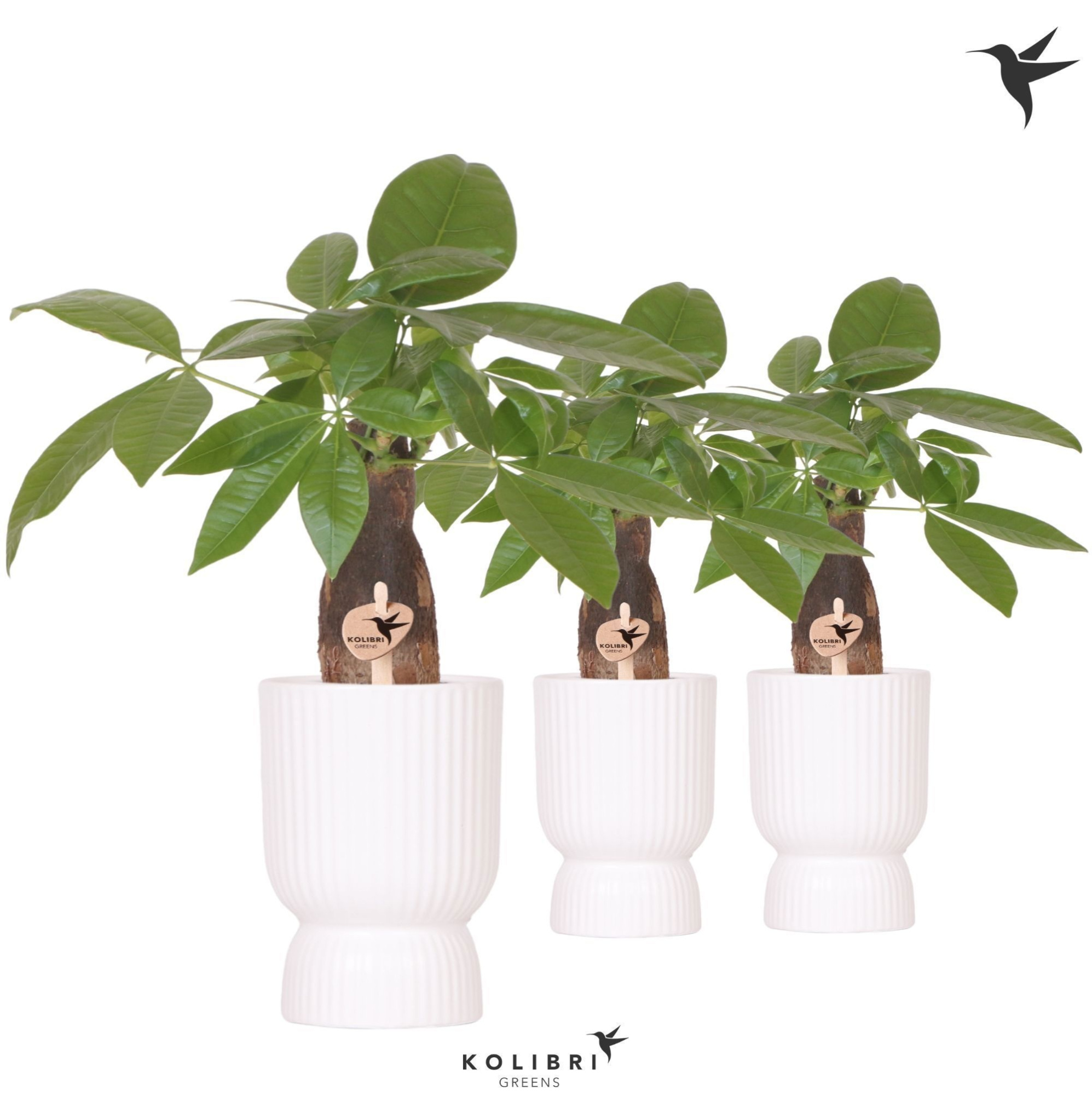 Kolibri Greens Pachira in Diabolo pot white, D 9 cm