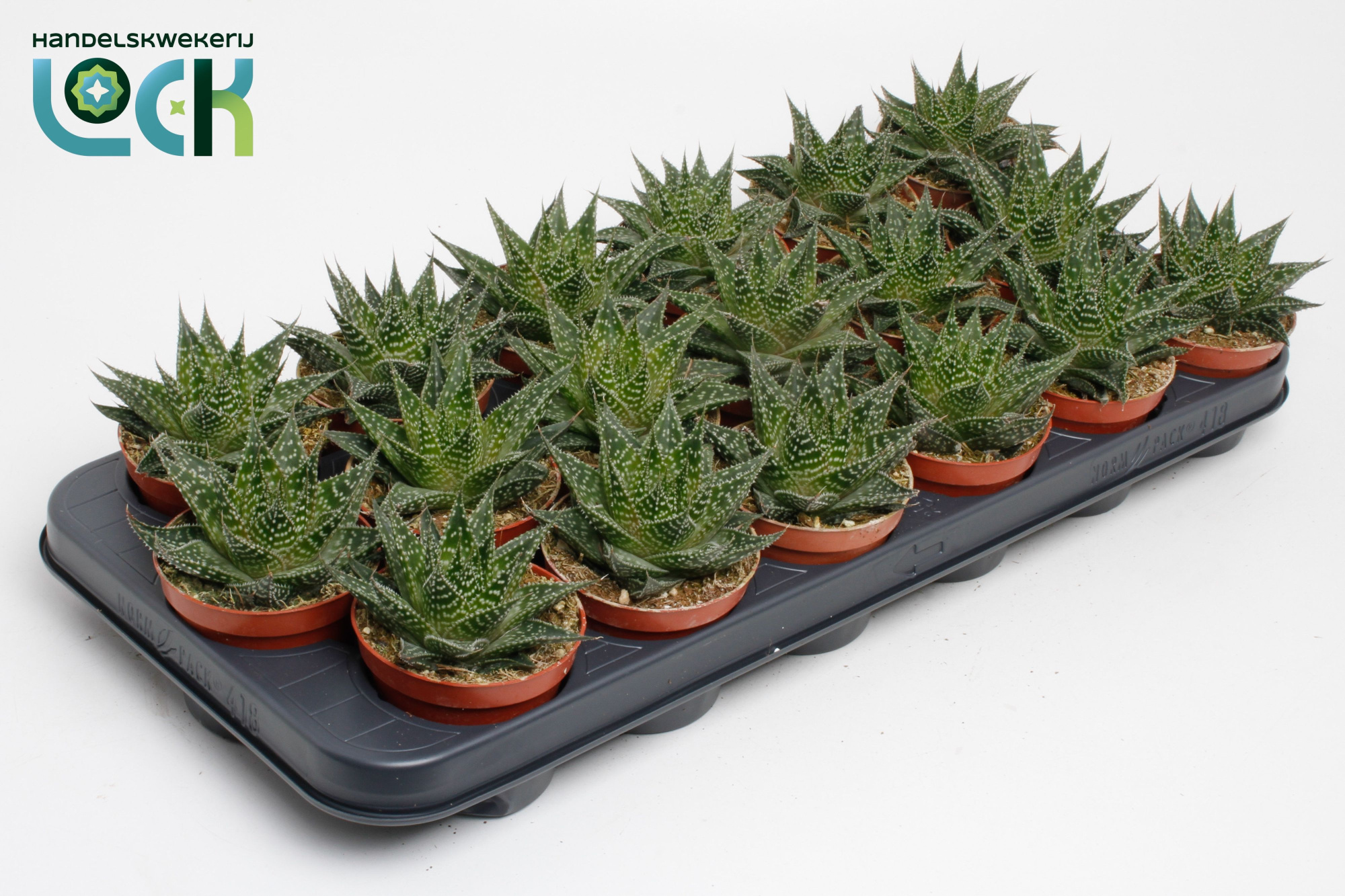 Aloë Aristata special, D 8,5 cm