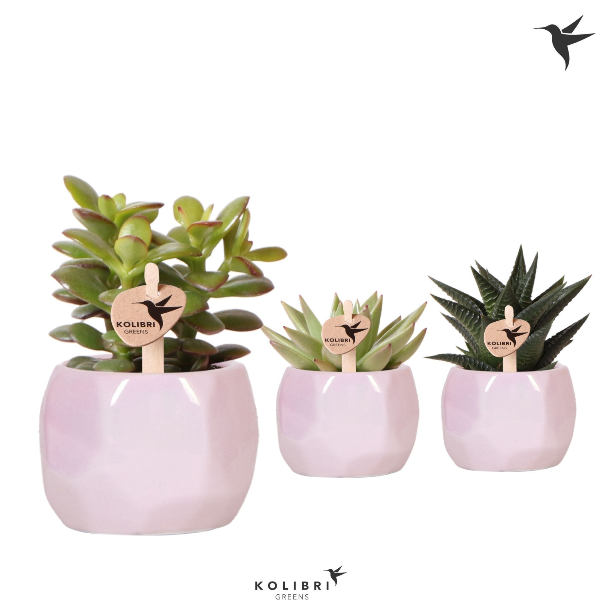 Kolibri Greens Succulenten mix in Pearl pot pink, D 6 cm