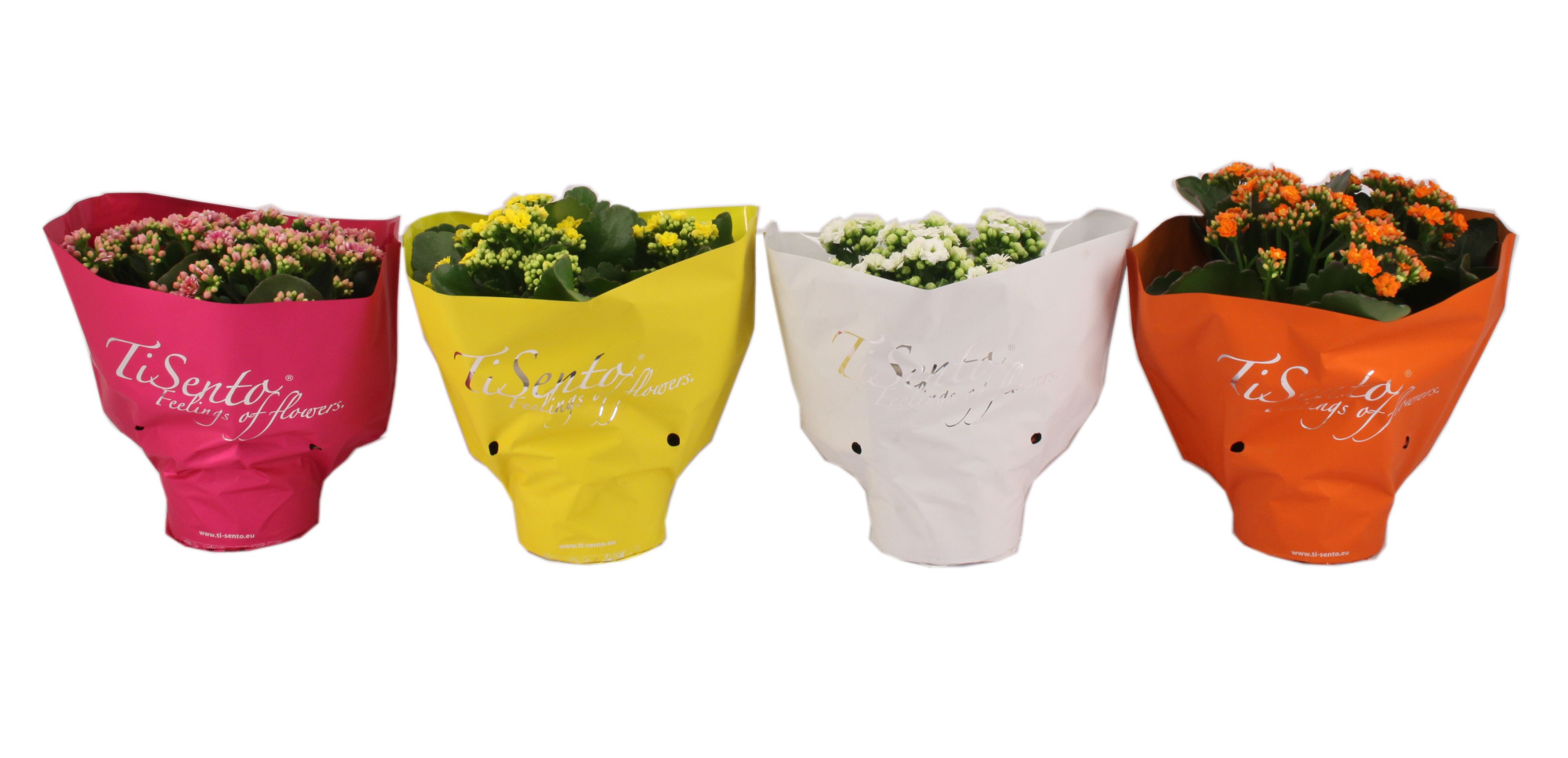 Calandiva 15 cm Zomer Mix, D 15 cm