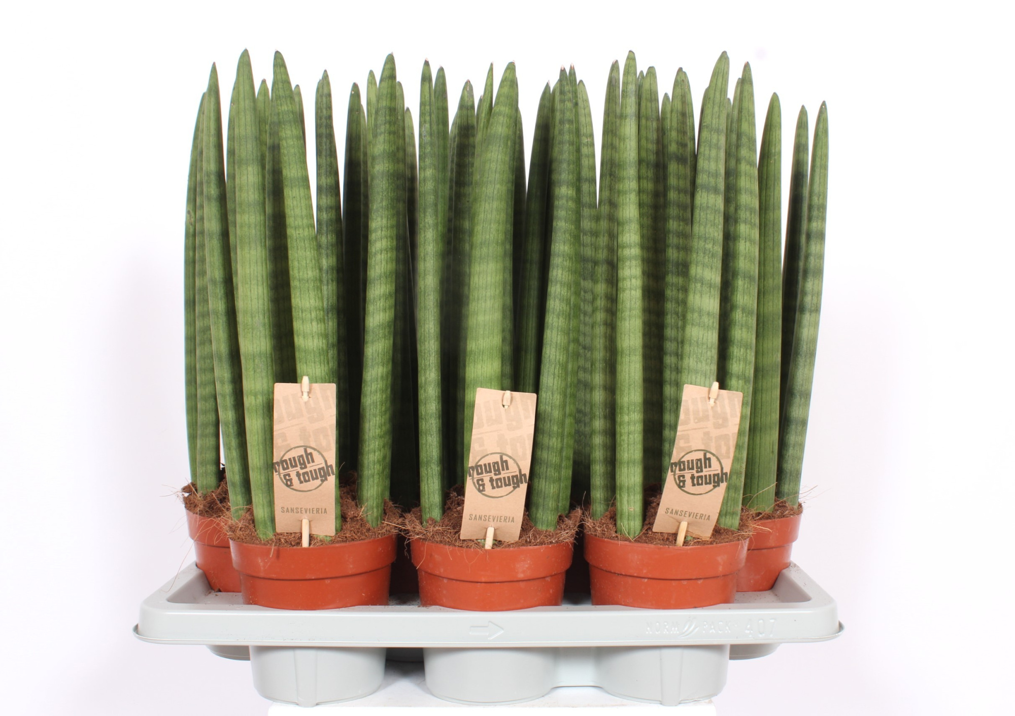 Sansevieria Straight, D 14