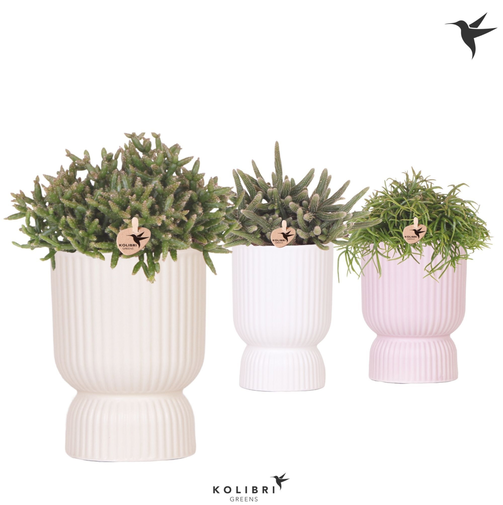 Kolibri Greens Rhipsalis mix in Diabolo pot mix, D 12 cm