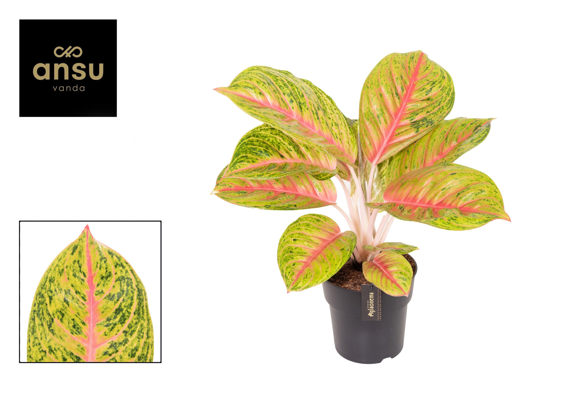 Aglaonema Grand Blossom, D 19 cm