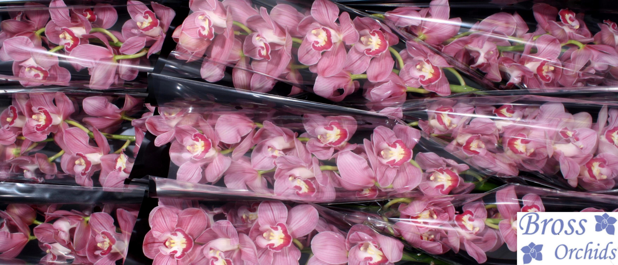 Цимбидиум Хэппи Фейс x9 60, шт.