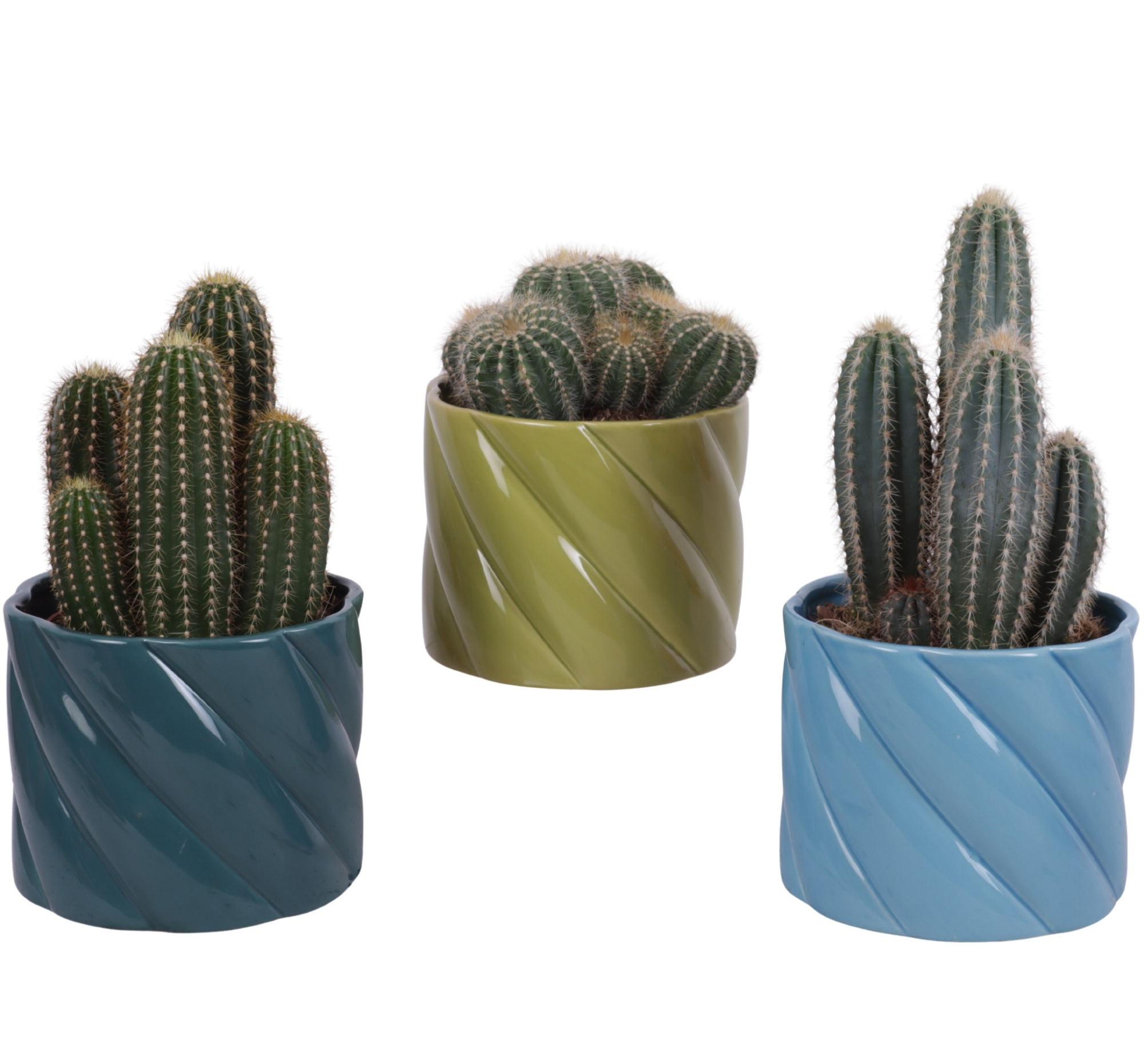 Cactus mix Ø12cm in Ø14cm Ceramic FB674, D 14