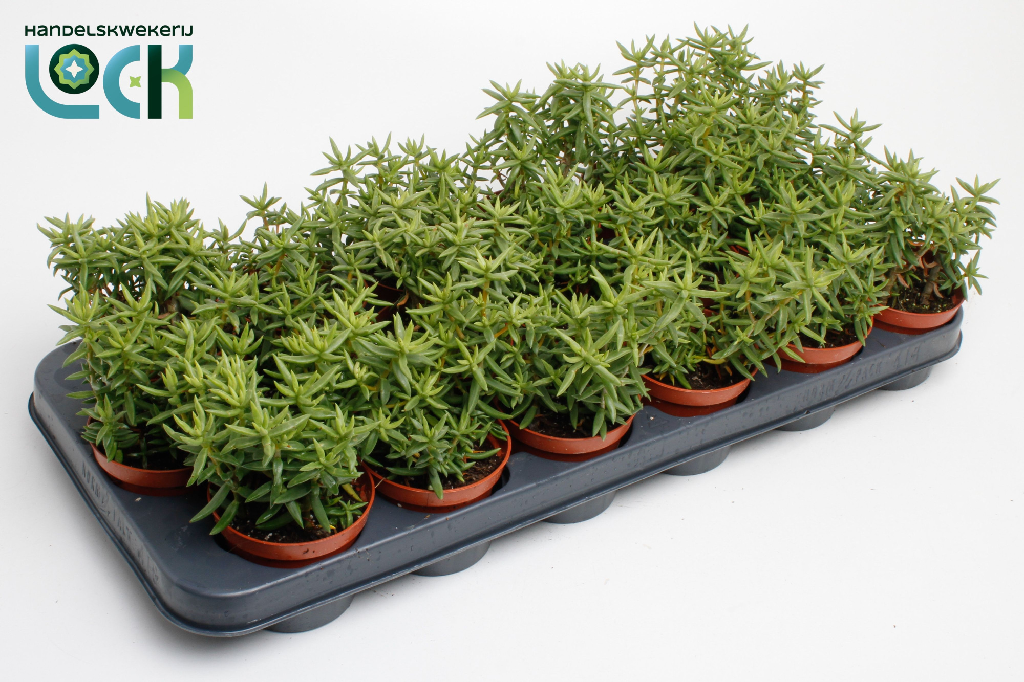 Crassula Tetragona, D 8,5 cm