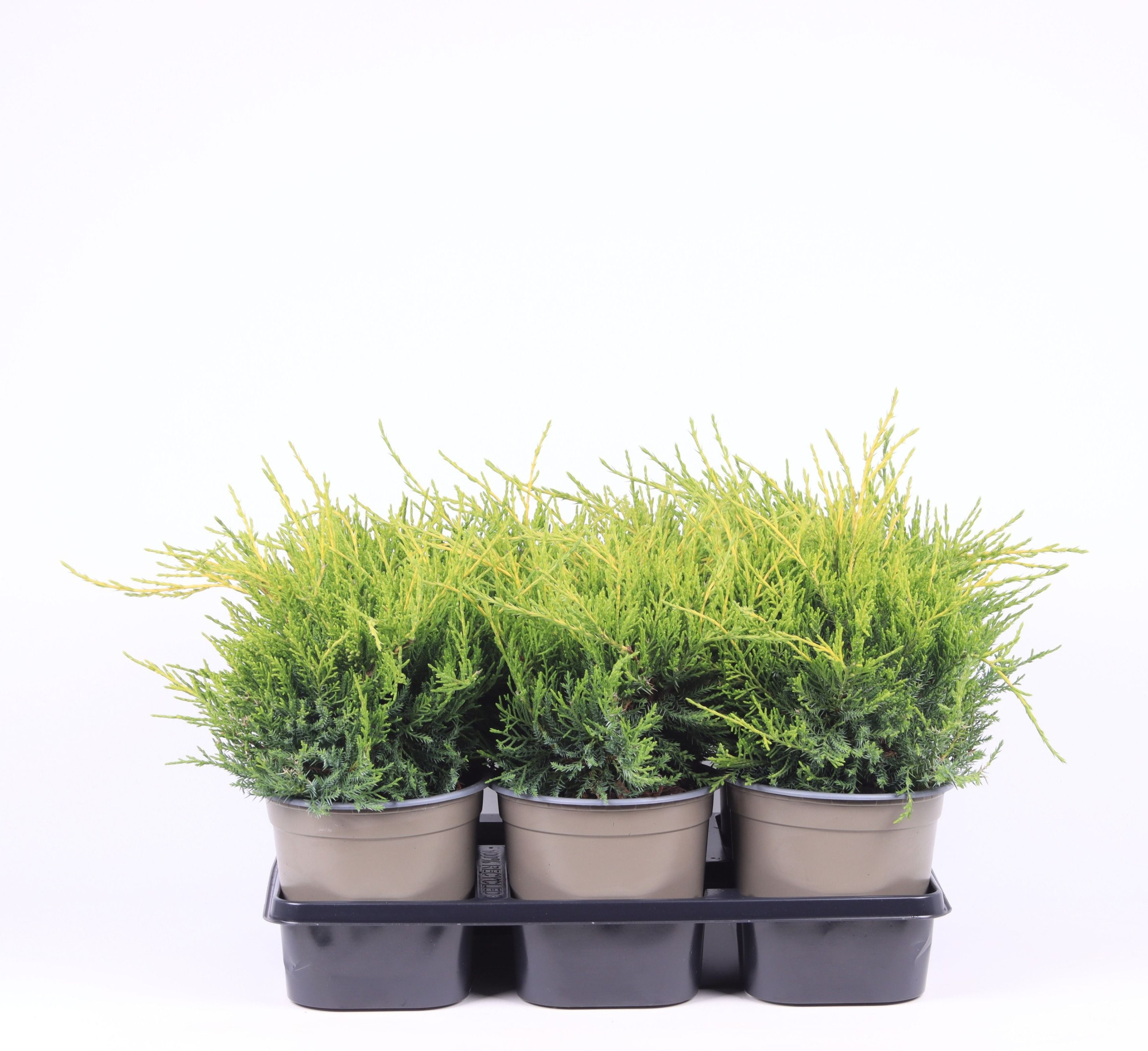 Juniperus x pfitzeriana 'Gold Coast', D 15 cm