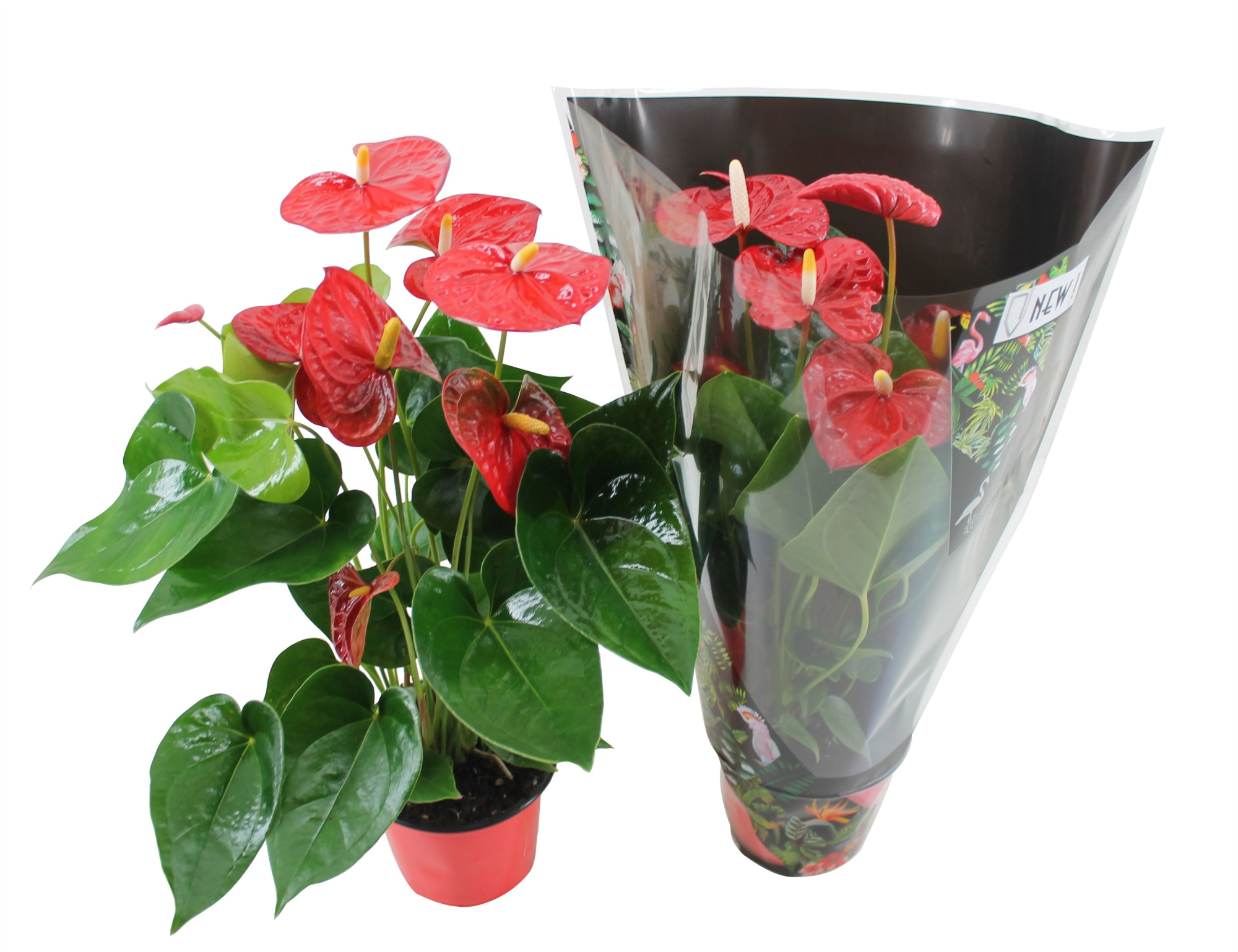 Anthurium XL.9 Jambo Red 14cm in junglehoes, D 14